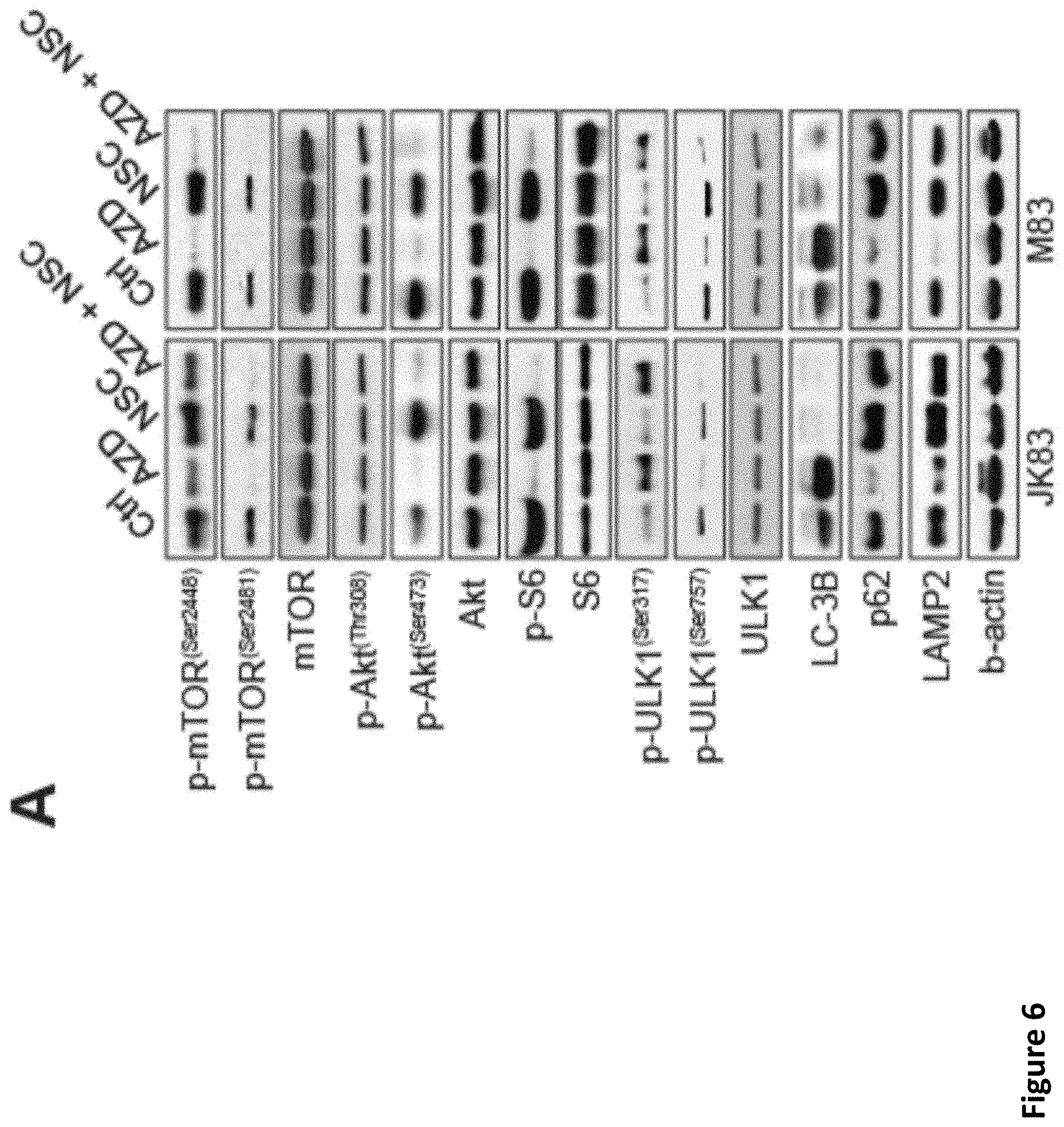 Patent US11793816 Figure 15 – Methods for enhancing cytotoxic cancer therapy through inhibition of ATG4B