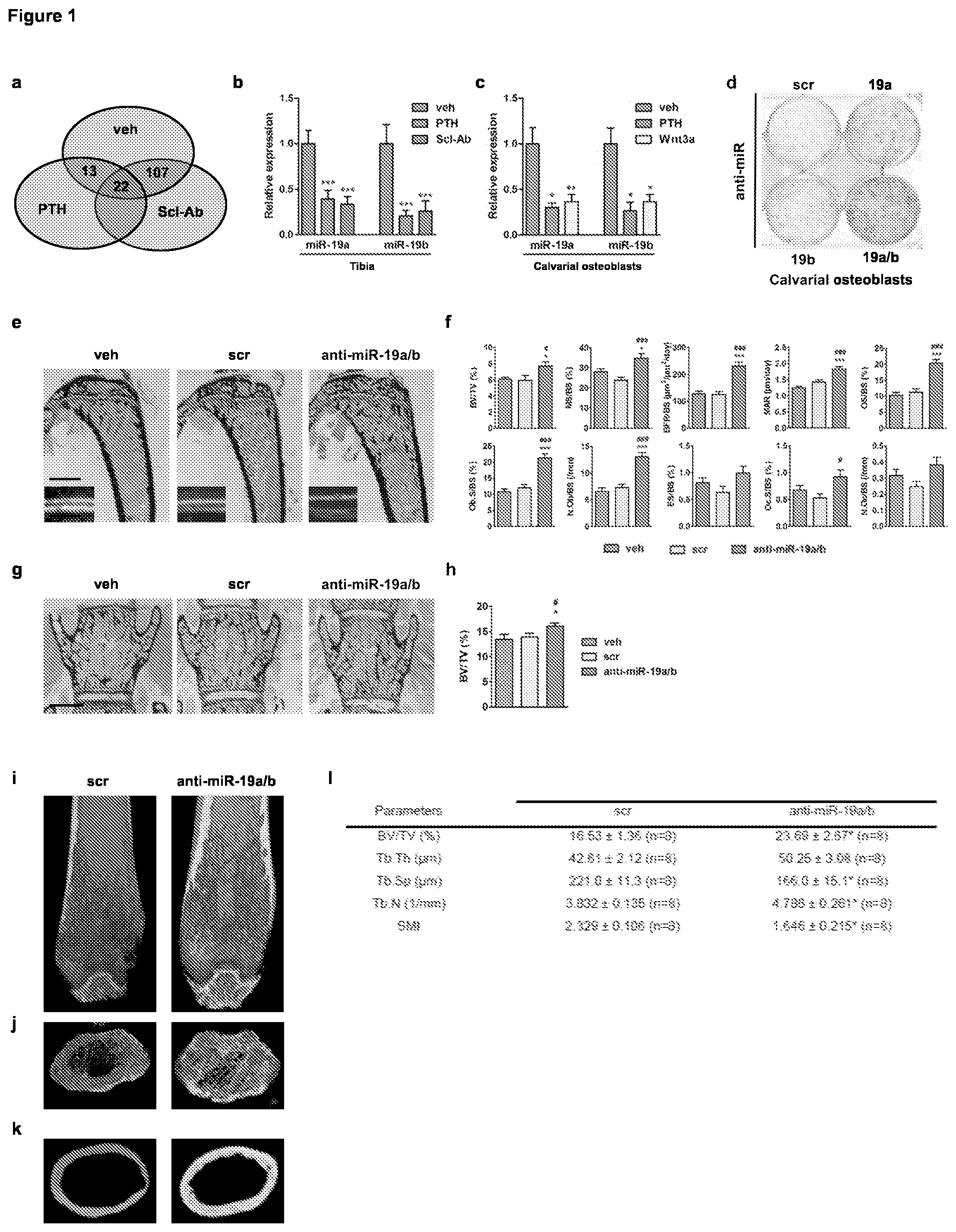 Patent US11793828 — MicroRNA 19A/19B for use in treating a pathological condition associated with bone loss or reduced muscle function — Figure 1