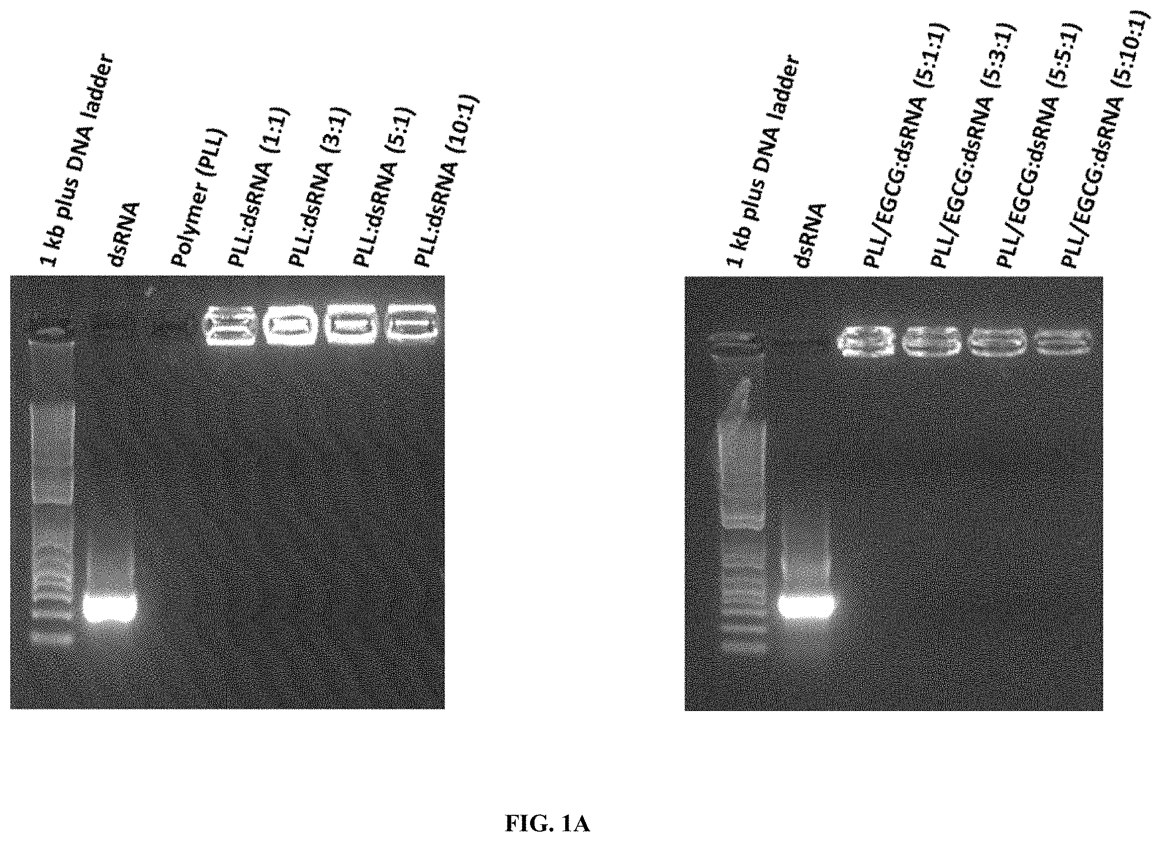 Patent US11793829 Figure 1 – Development of polylysine:epigallocatechin-3-o-gallate and dsRNA polyplexes for control of mosquitoes