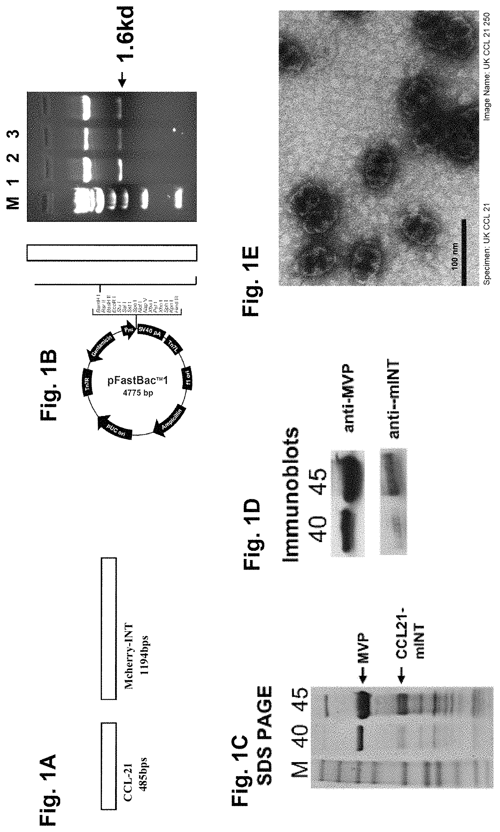 Patent US11793860 — Vault complexes for cytokine delivery — Figure 1