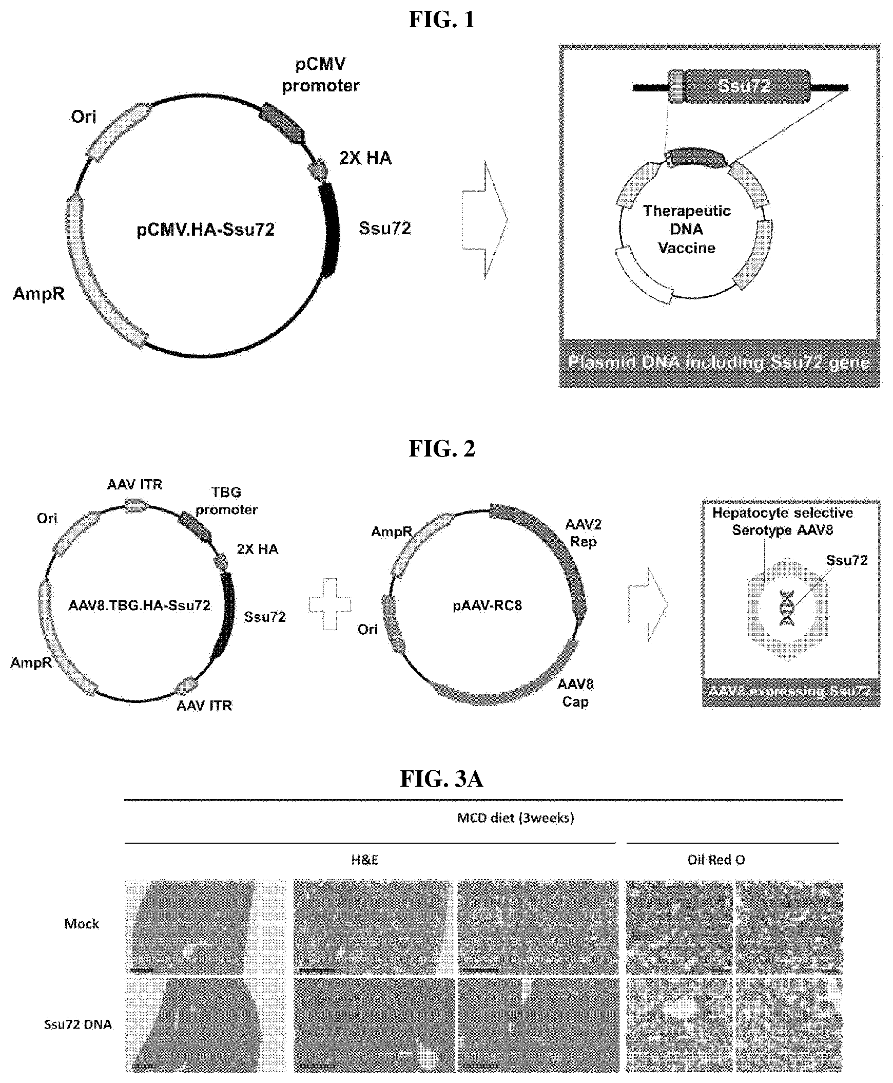 Patent US11793862 — Pharmaceutical composition for treating non-alcoholic fatty liver, non-alcoholic steatohepatitis, or hepatic fibrosis using Ssu72 protein or a polynucleotide encoding the same — Figure 1