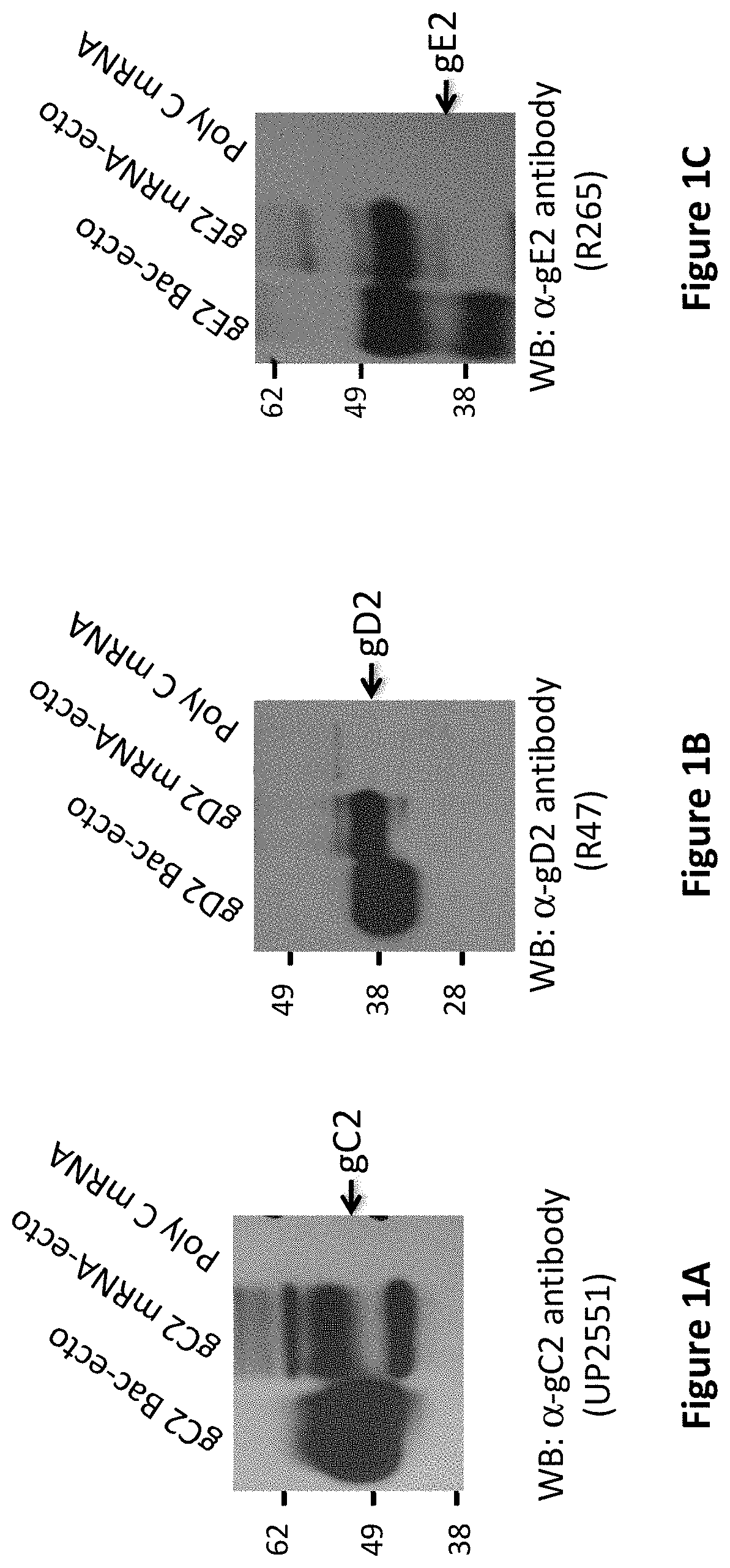 Patent US11793872 — Modified MRNA vaccines encoding herpes simplex virus glycoproteins and uses thereof — Figure 1