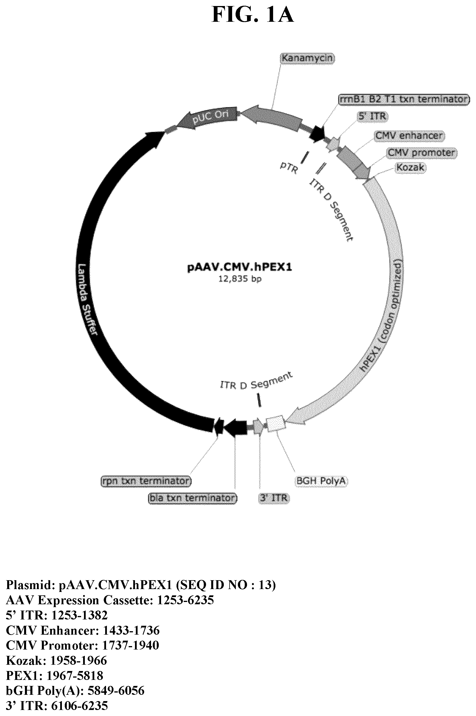 Patent US11793887 — Gene therapy for treating peroxisomal disorders — Figure 1