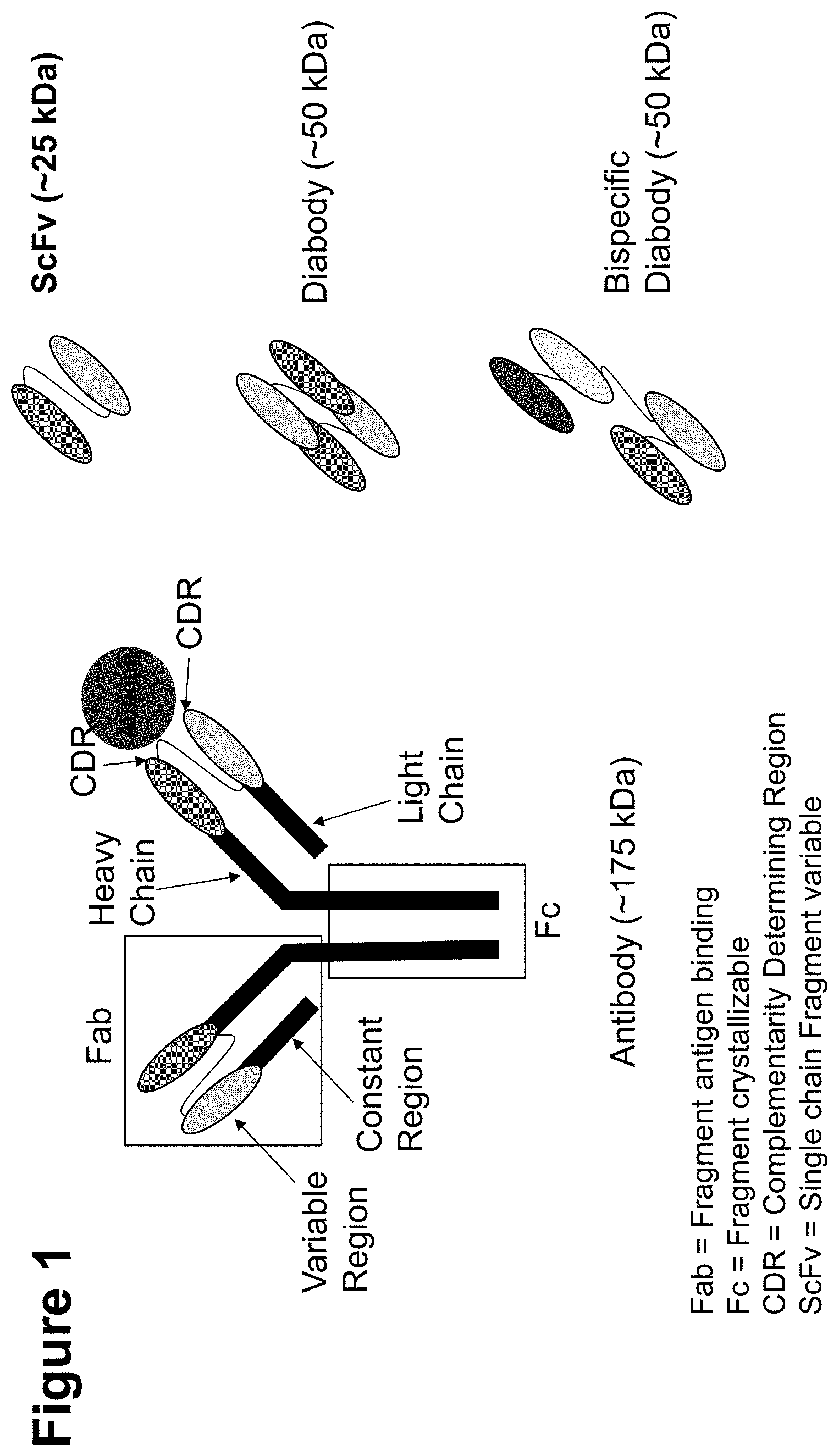 Patent US11793888 Figure 1 – Methods and compositions for engineering immunity