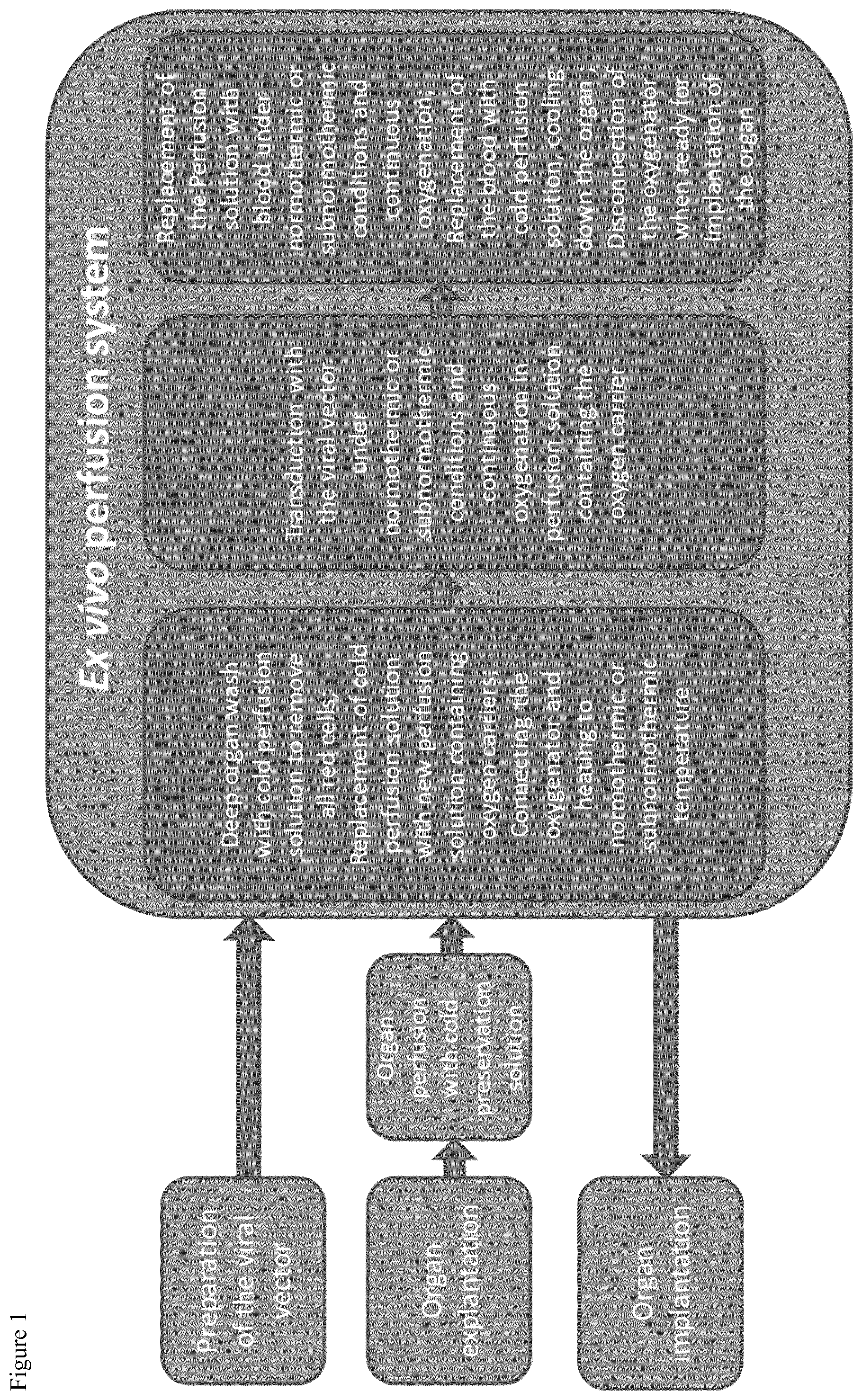 Patent US11812740 — Method for genetically modifying a vascularised tissue — Figure 1