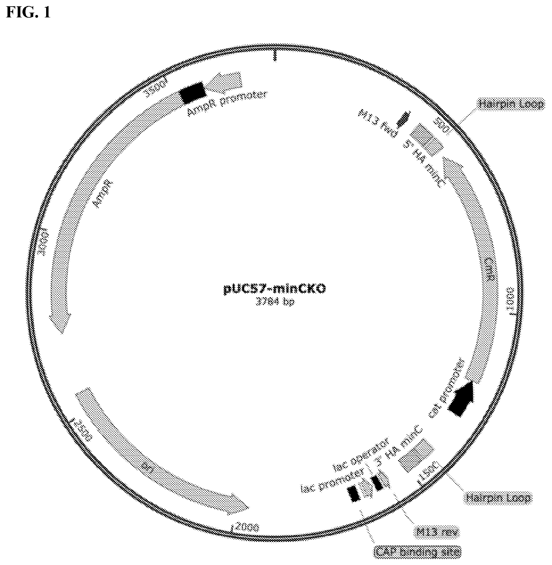 Patent US11812743 — Compositions and methods for scalable production and delivery of biologicals — Figure 1