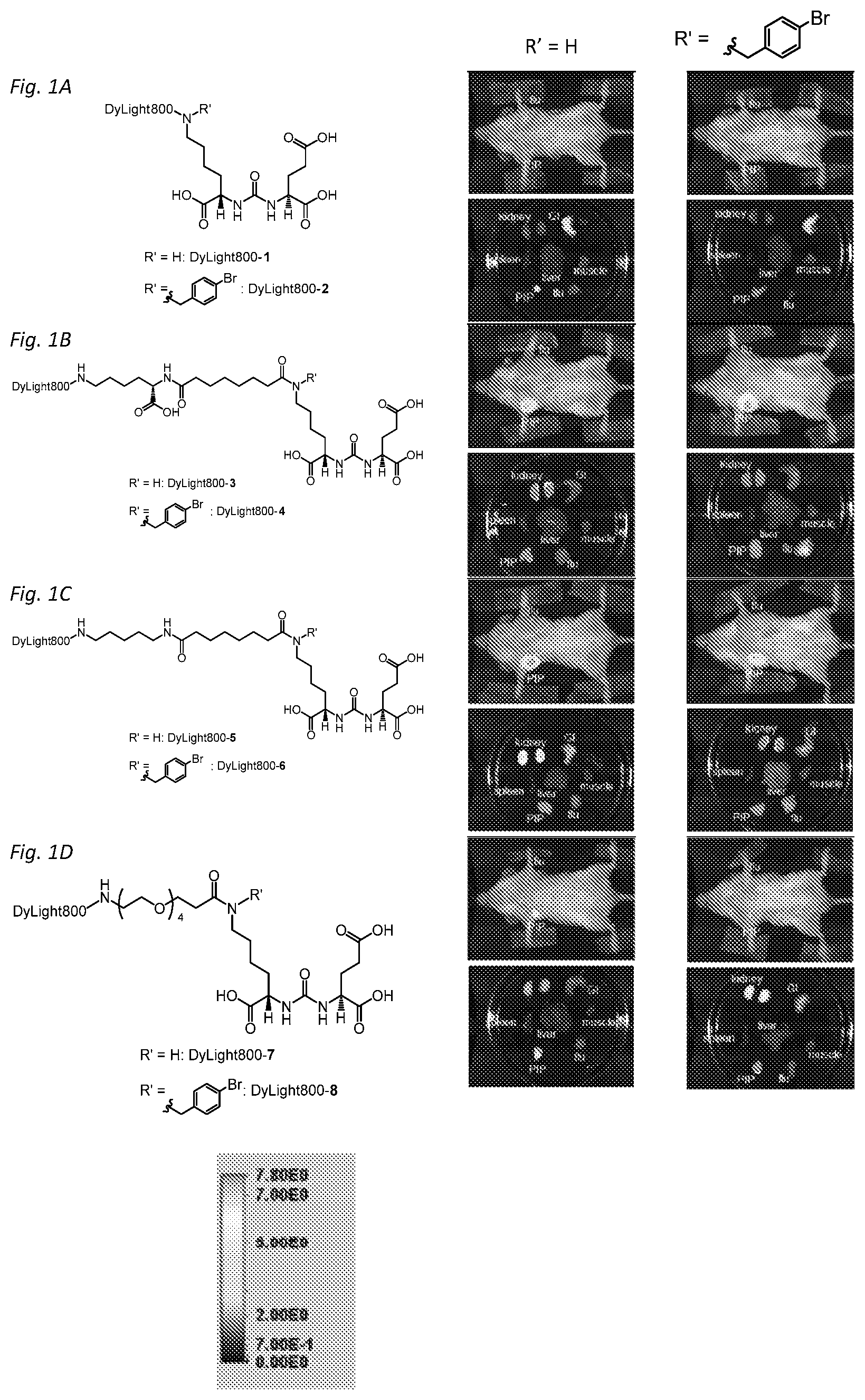Patent US11814365 — PSMA targeted fluorescent agents for image guided surgery — Figure 1