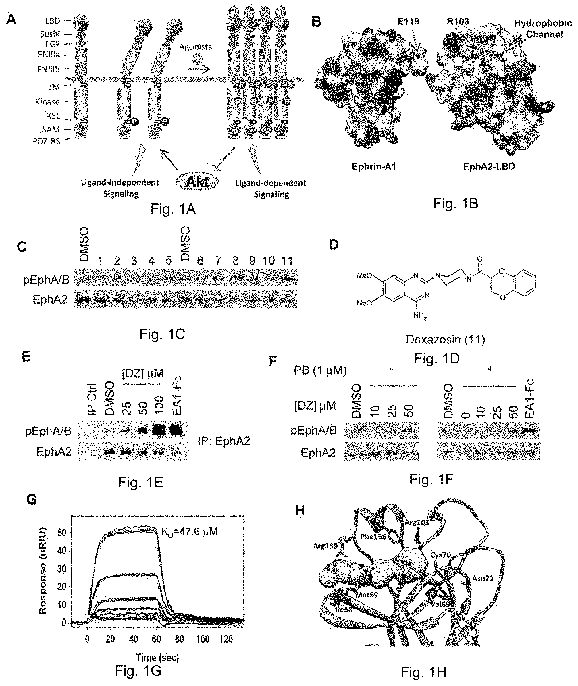 Patent US11814372 — Agonists of EPHA and their uses — Figure 1