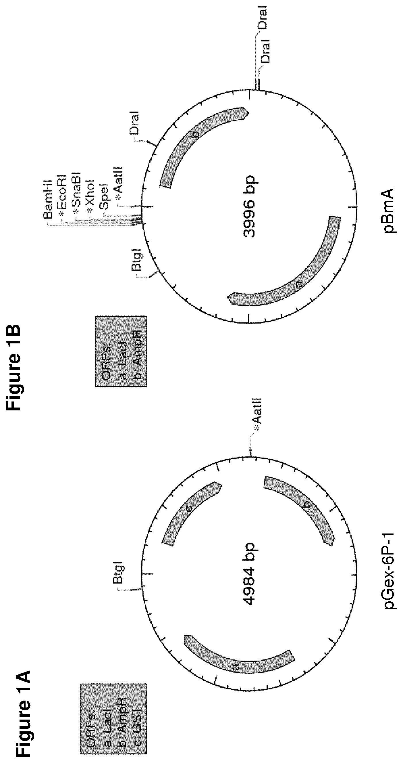 Patent US11814415 — Vaccine against S. suis infection — Figure 1