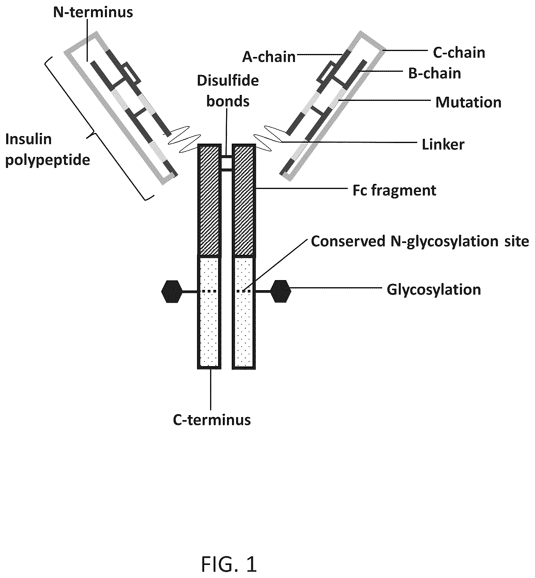 Patent US11814418 — Ultra-long acting insulin-Fc fusion protein and methods of use — Figure 1