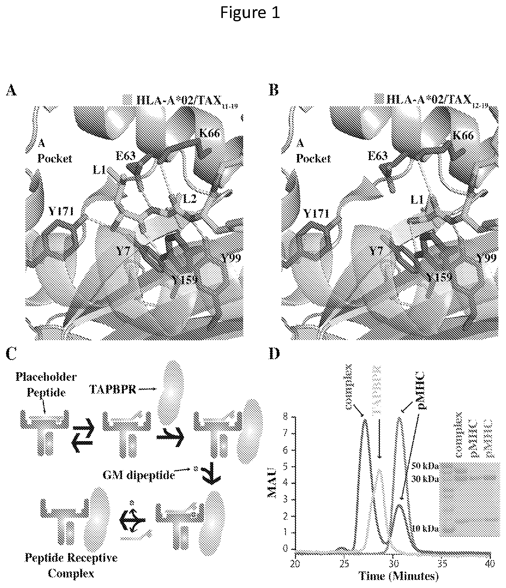 Patent US11814420 — Peptide deficient-MHC class I/chaperone compositions and methods — Figure 1