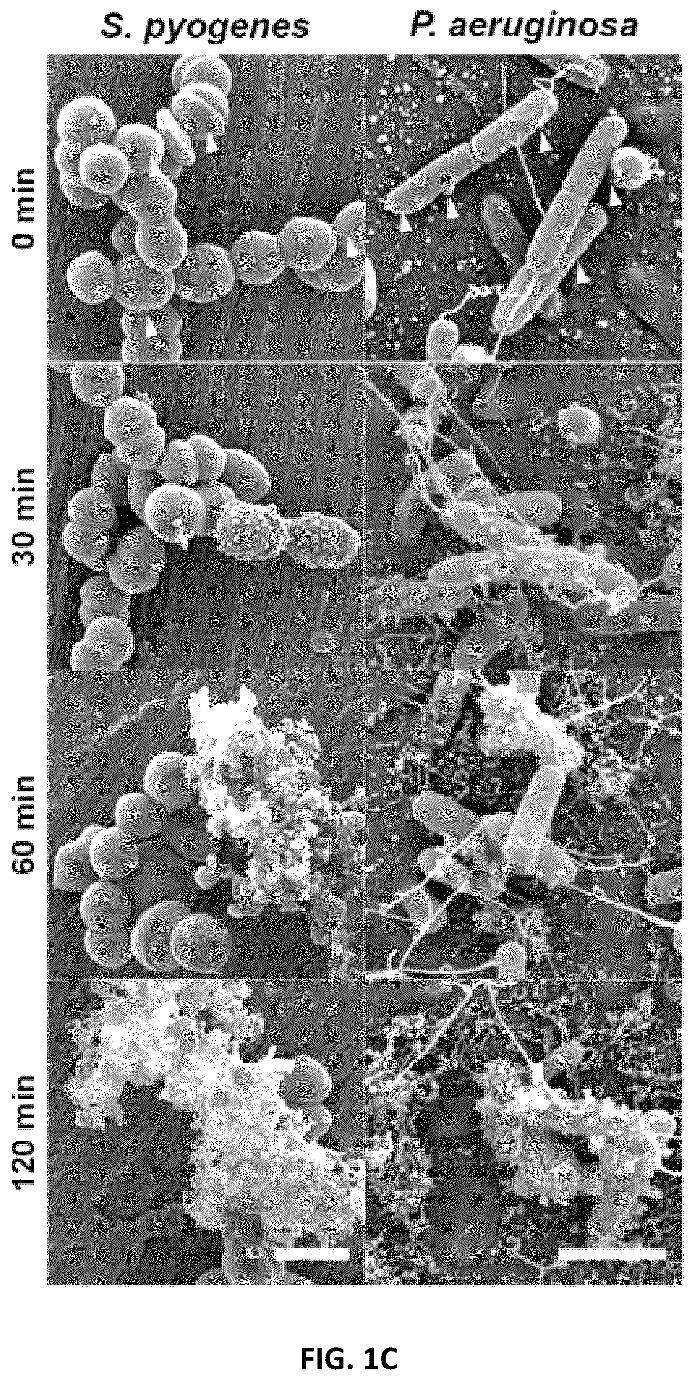 Patent US11814422 Figure 3 – Polypeptides and medical uses thereof