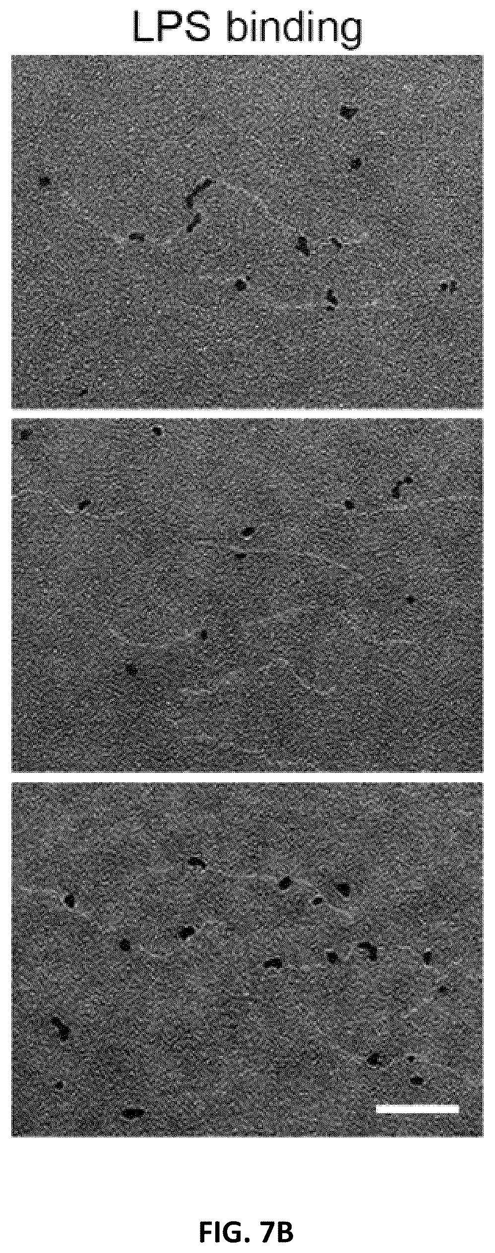 Patent US11814422 Figure 16 – Polypeptides and medical uses thereof