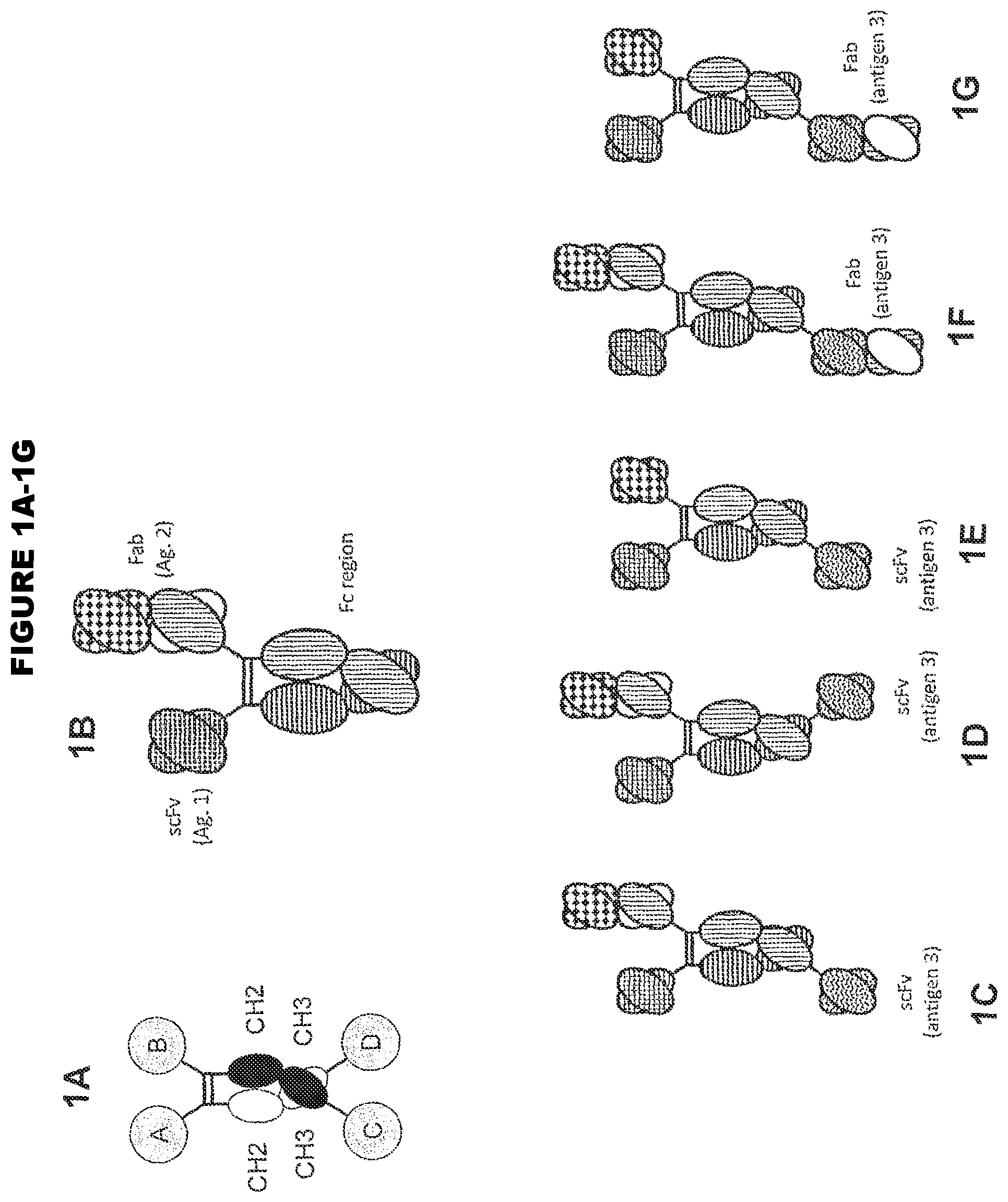 Patent US11814423 — Heterodimeric proteins — Figure 1