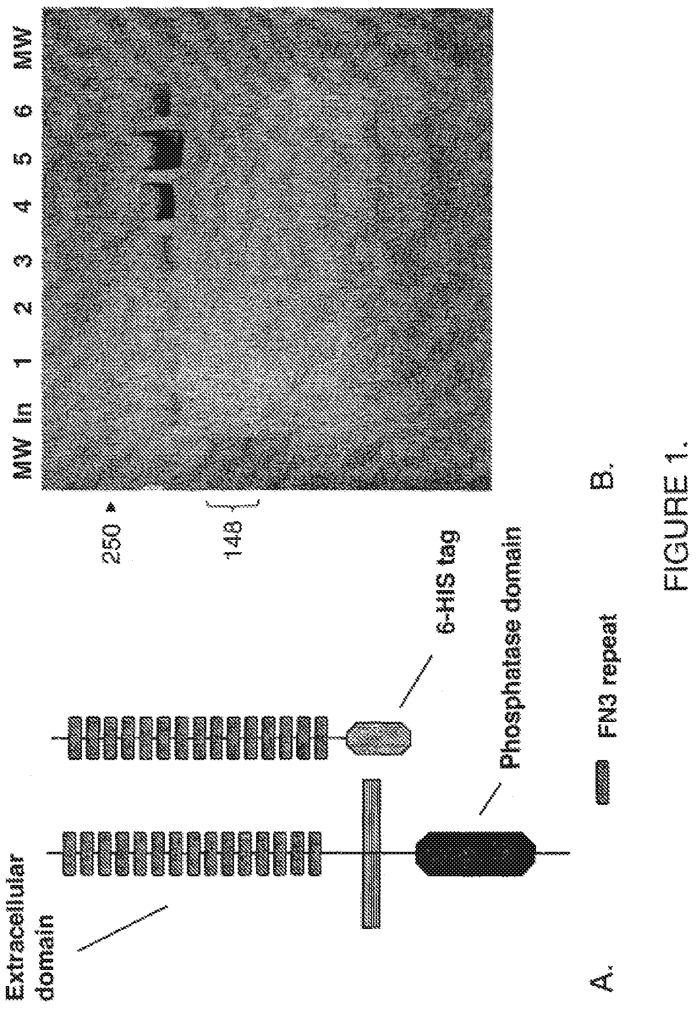 Patent US11814425 — Antibodies that bind human protein tyrosine phosphatase beta (HPTPbeta) and uses thereof — Figure 1