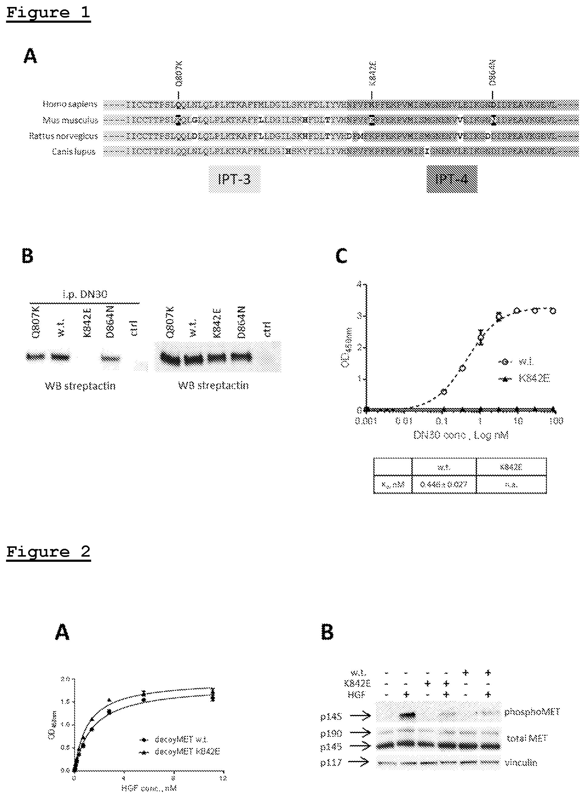 Patent US11814433 Figure 1 – Combination of anti-HGFR antibody and HEGFR for the treatment of a tumor and/or metastasis