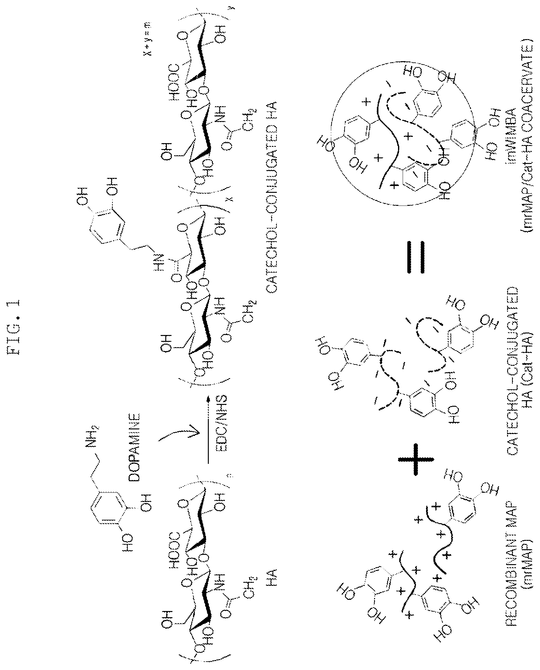 Patent US11814556 — Coacervate formed from catechol-substituted anionic polymer, adhesive comprising same, and method for producing same — Figure 1