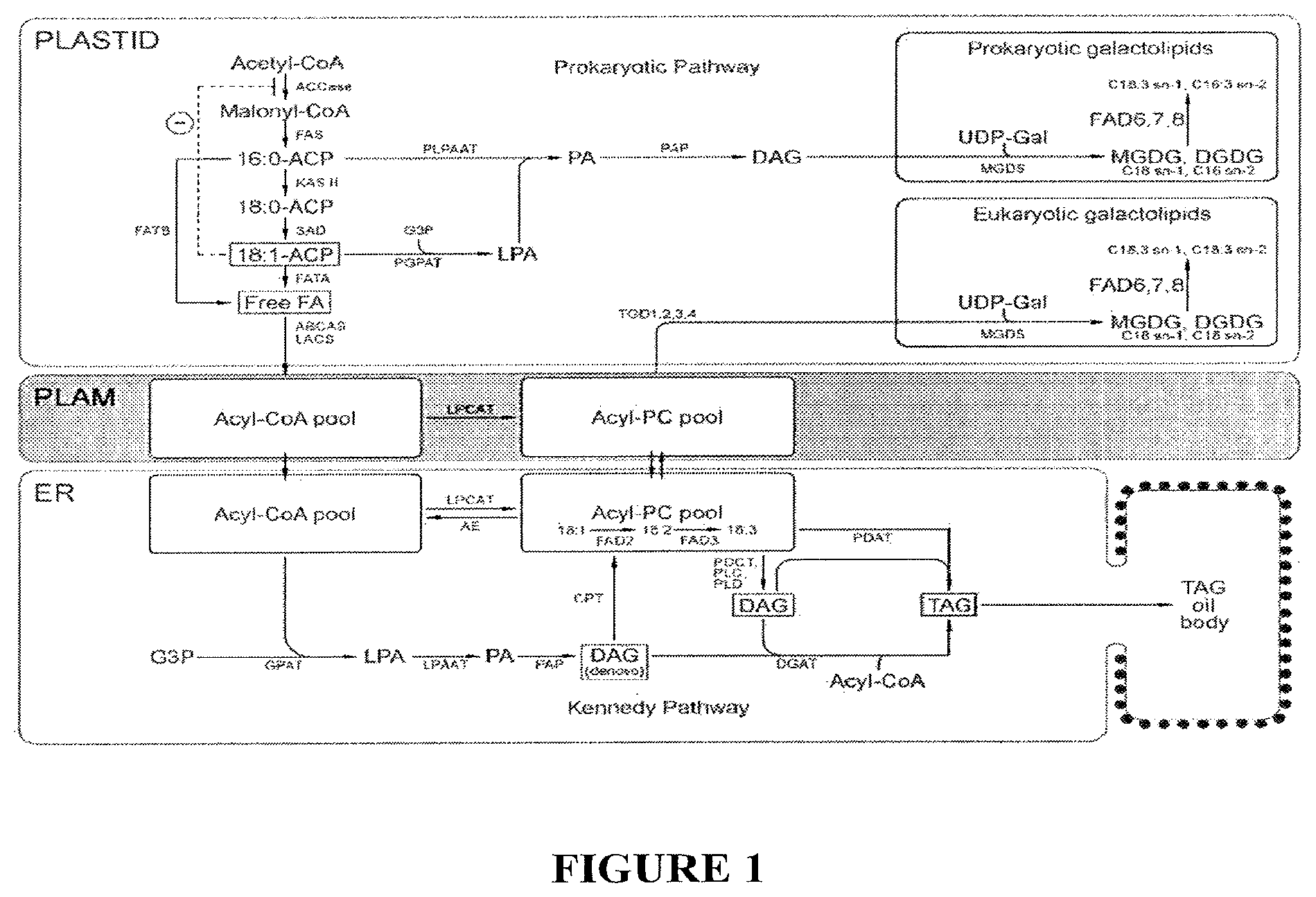 Patent US11814600 — Process for producing industrial products from plant lipids — Figure 1