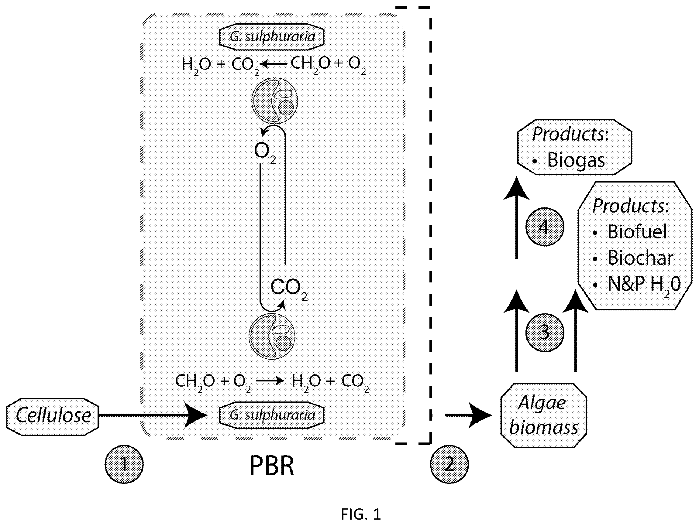 Patent US11814616 — Methods of increasing biomass productivity in algae cultures — Figure 1