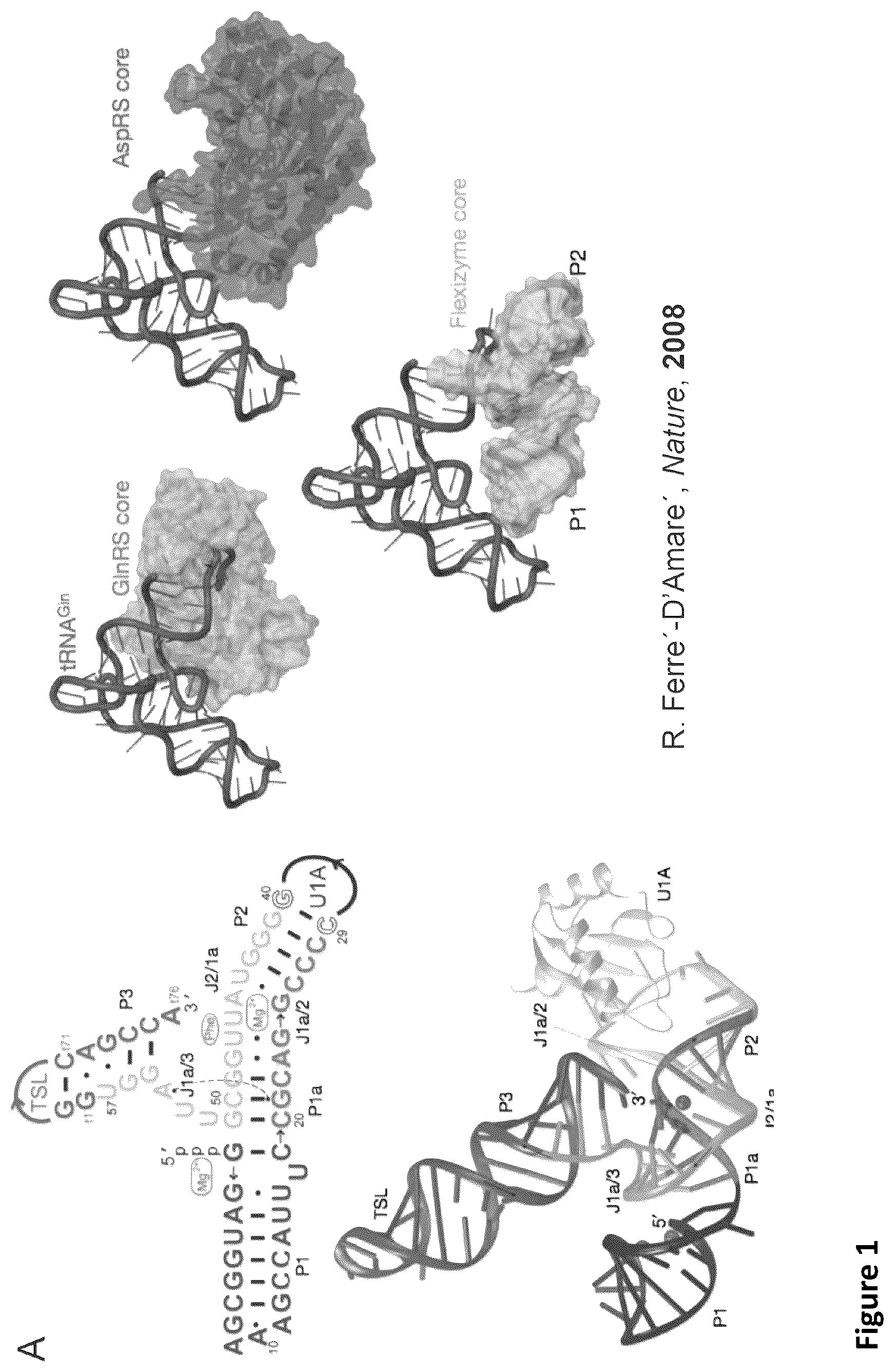 Patent US11814621 — Expanding the chemical substrates for genetic code reprogramming — Figure 1