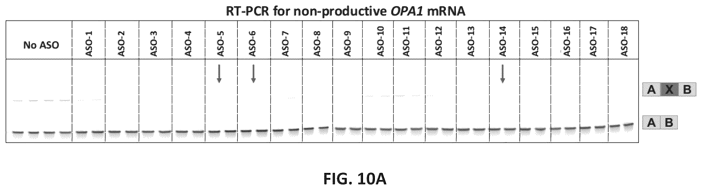 Patent US11814622 Figure 12 – OPA1 antisense oligomers for treatment of conditions and diseases