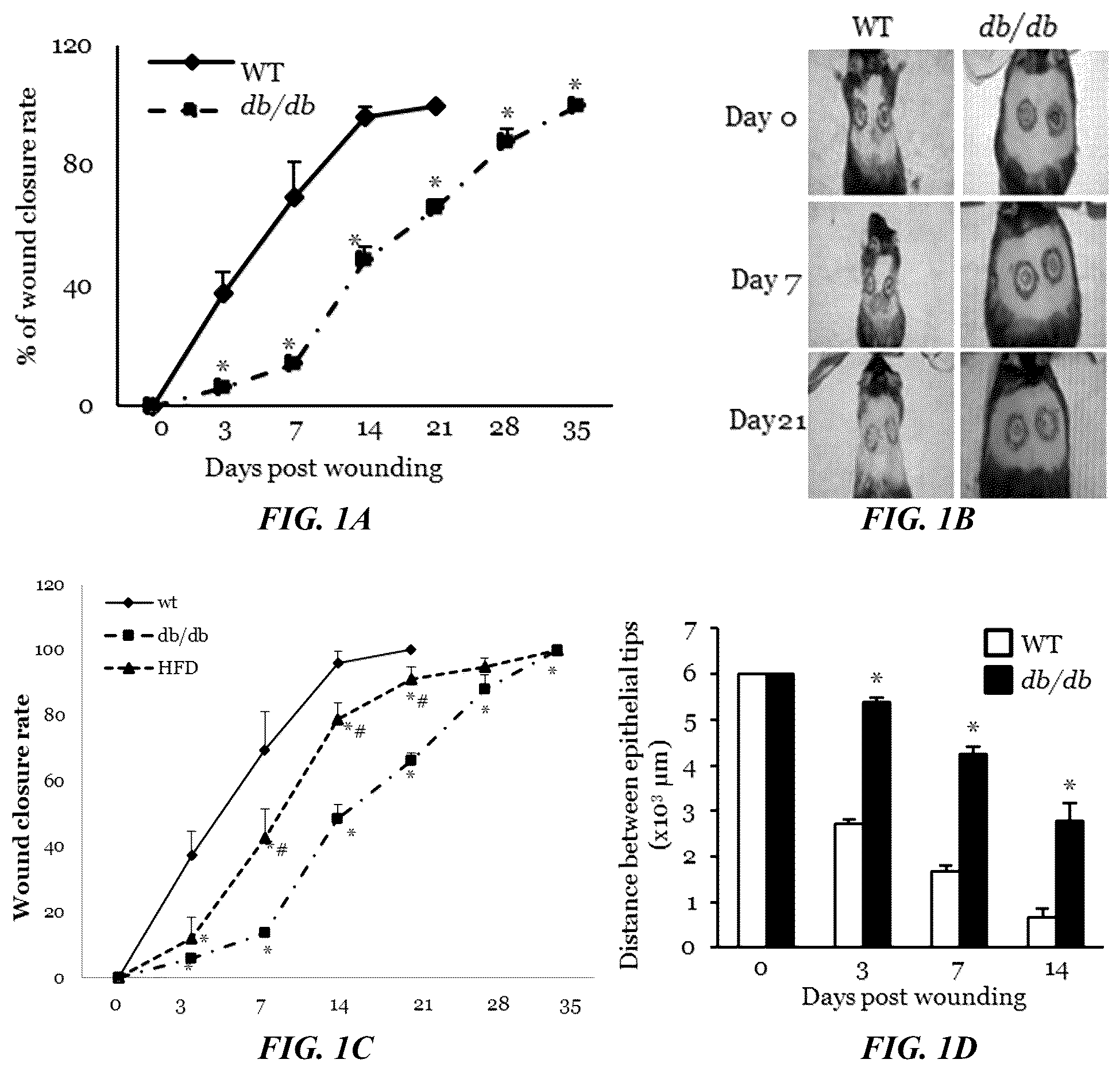 Patent US11814623 — Methods of treating a wound using epigenetic regulation — Figure 1