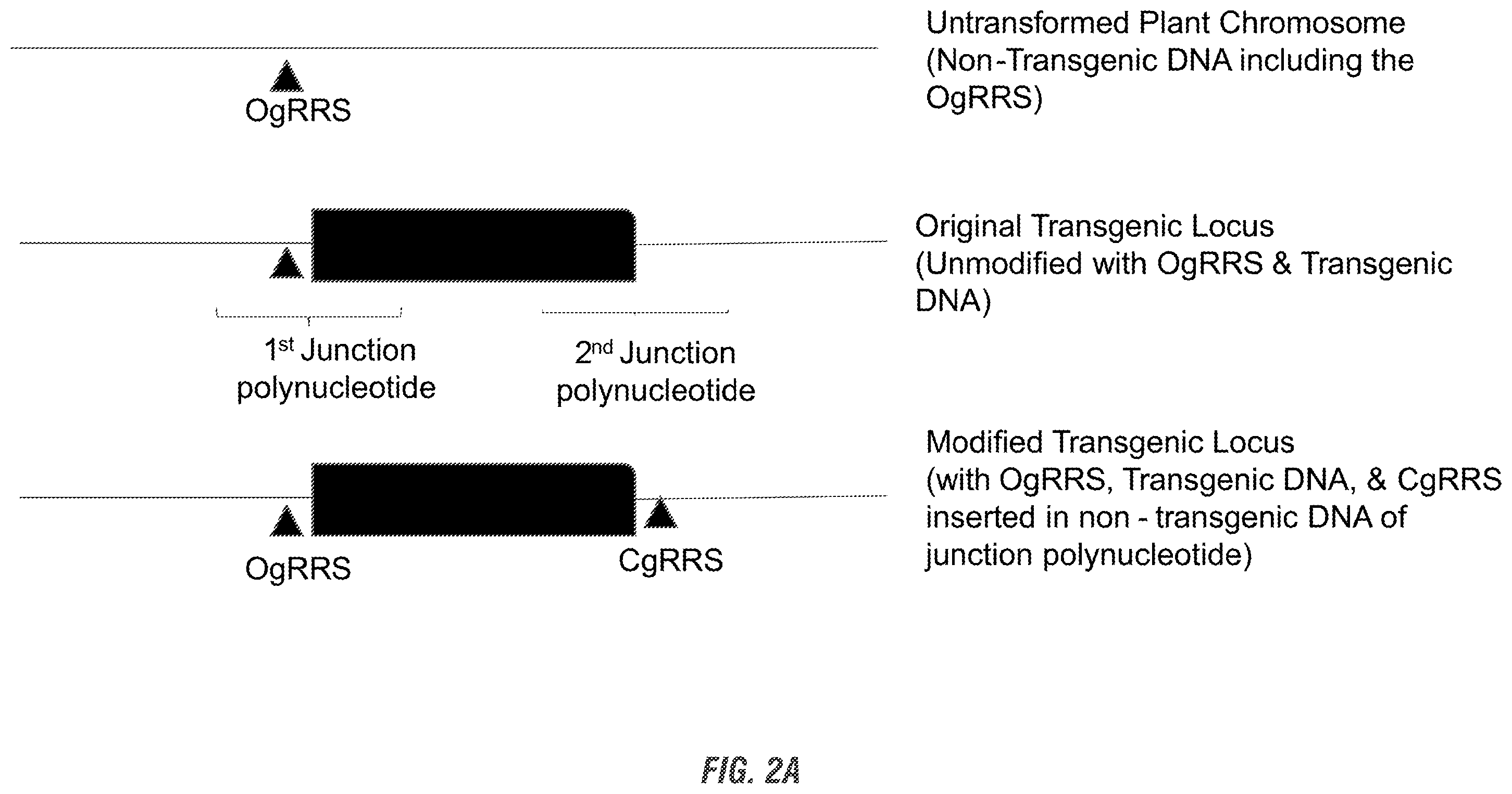 Patent US11814630 Figure 2 – Modified excisable DAS81419-2 soybean transgenic insect resistance locus