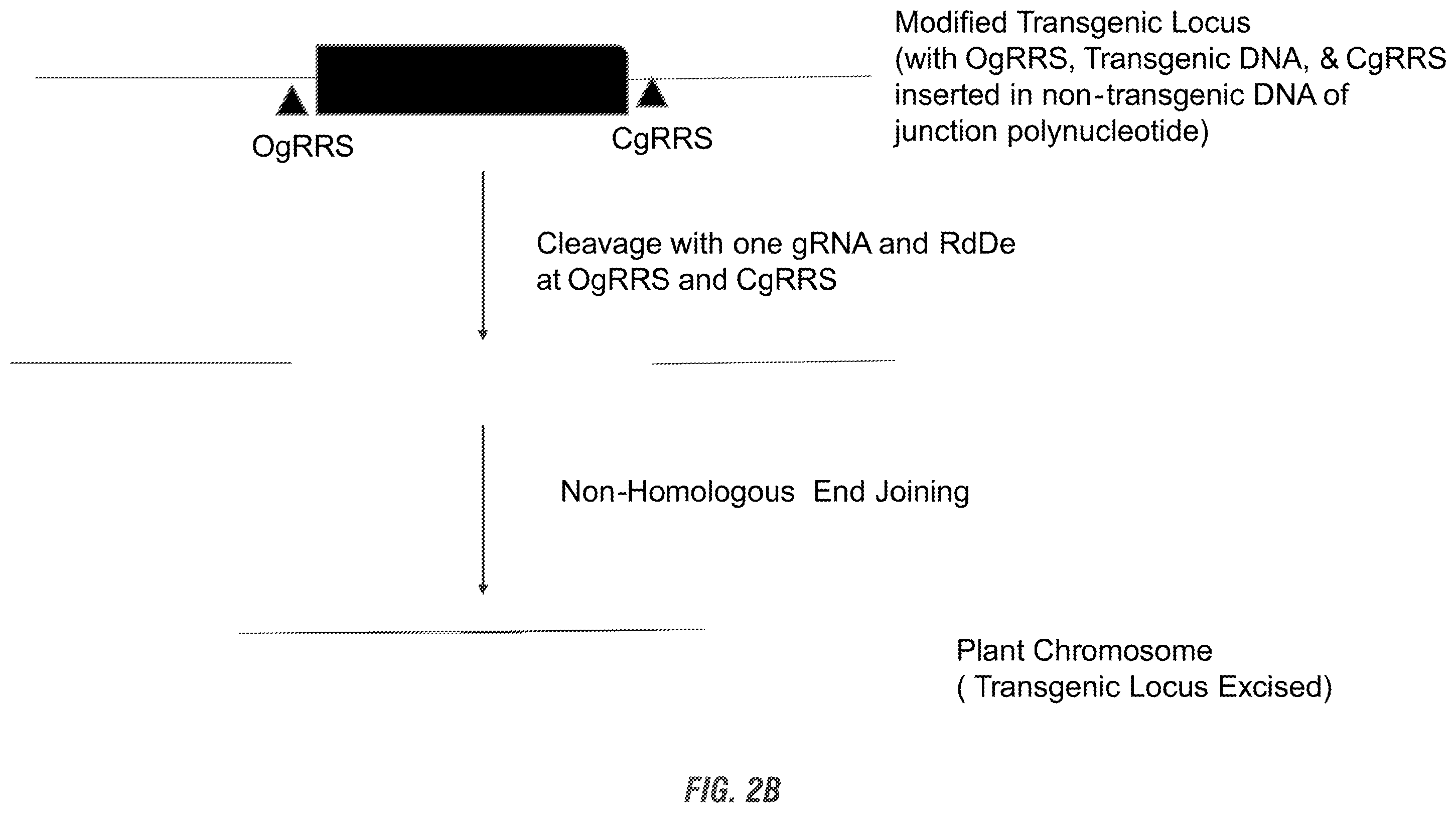 Patent US11814630 Figure 3 – Modified excisable DAS81419-2 soybean transgenic insect resistance locus