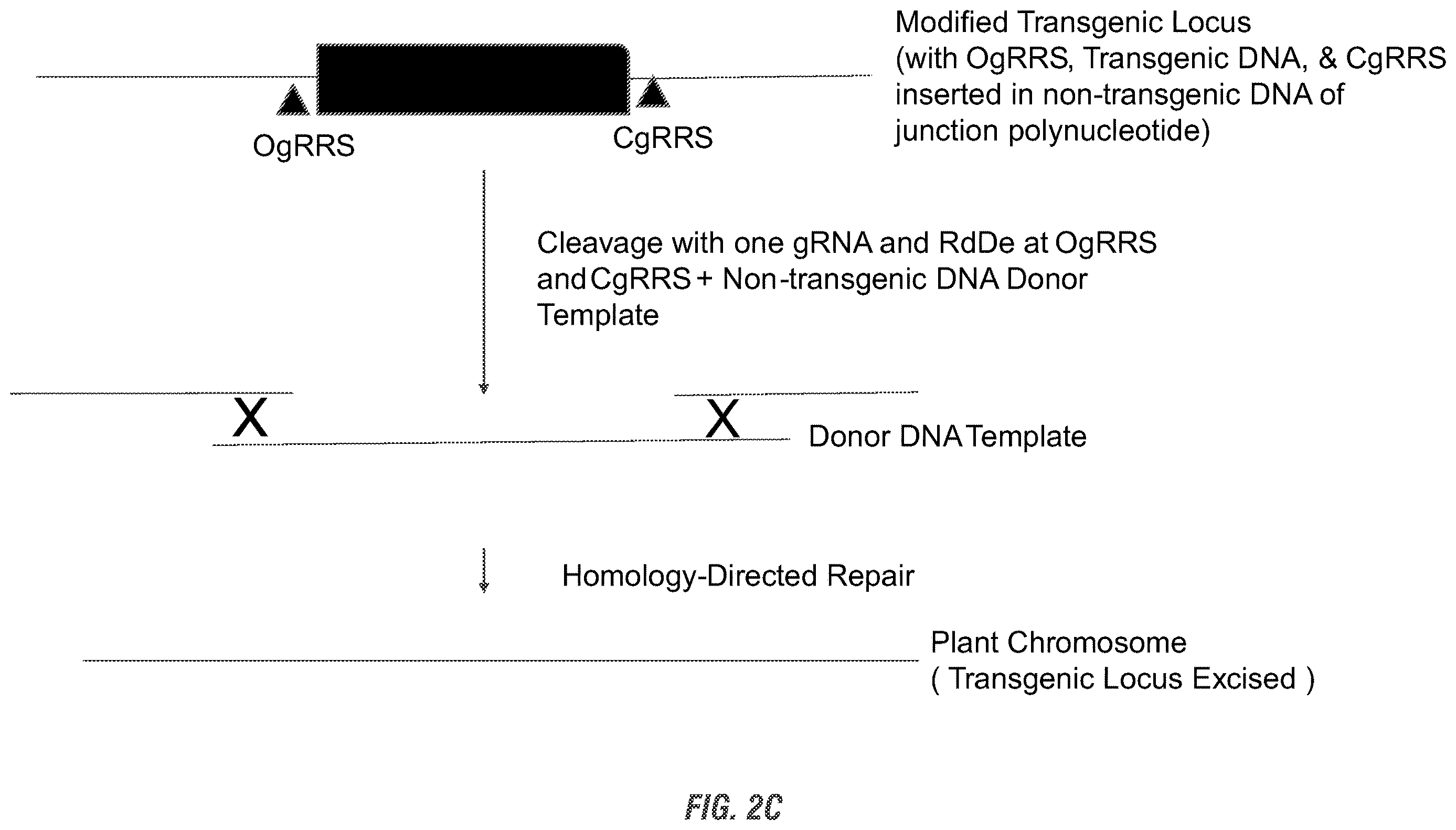 Patent US11814631 Figure 4 – Modified excisable MON89034 transgenic maize insect resistance locus