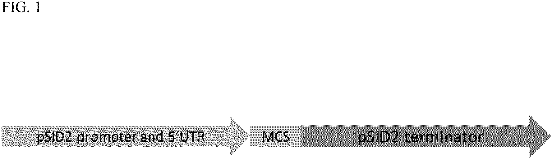 Patent US11814633 Figure 1 – Plant terminator for transgene expression