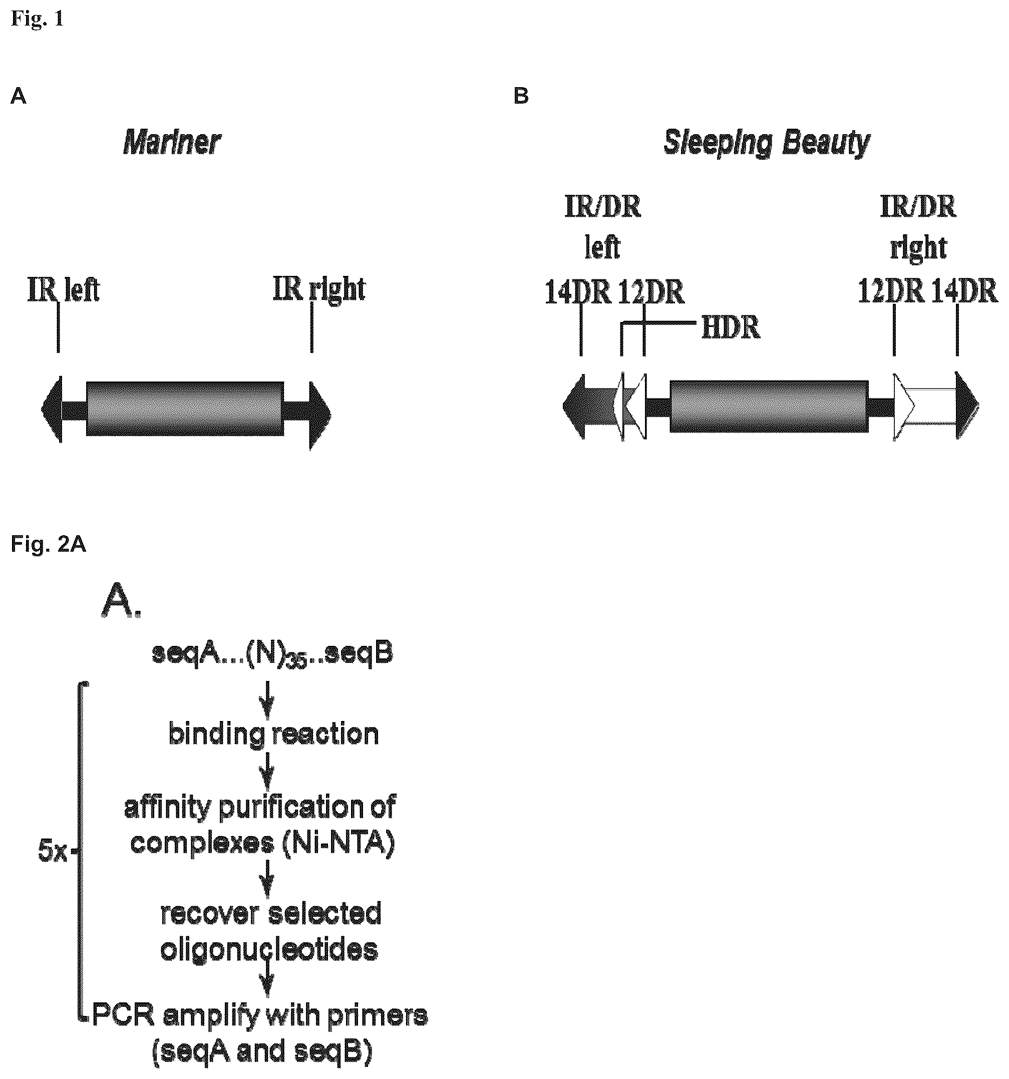 Patent US11814643 — Enhanced sleeping beauty transposons, kits and methods of transposition — Figure 1