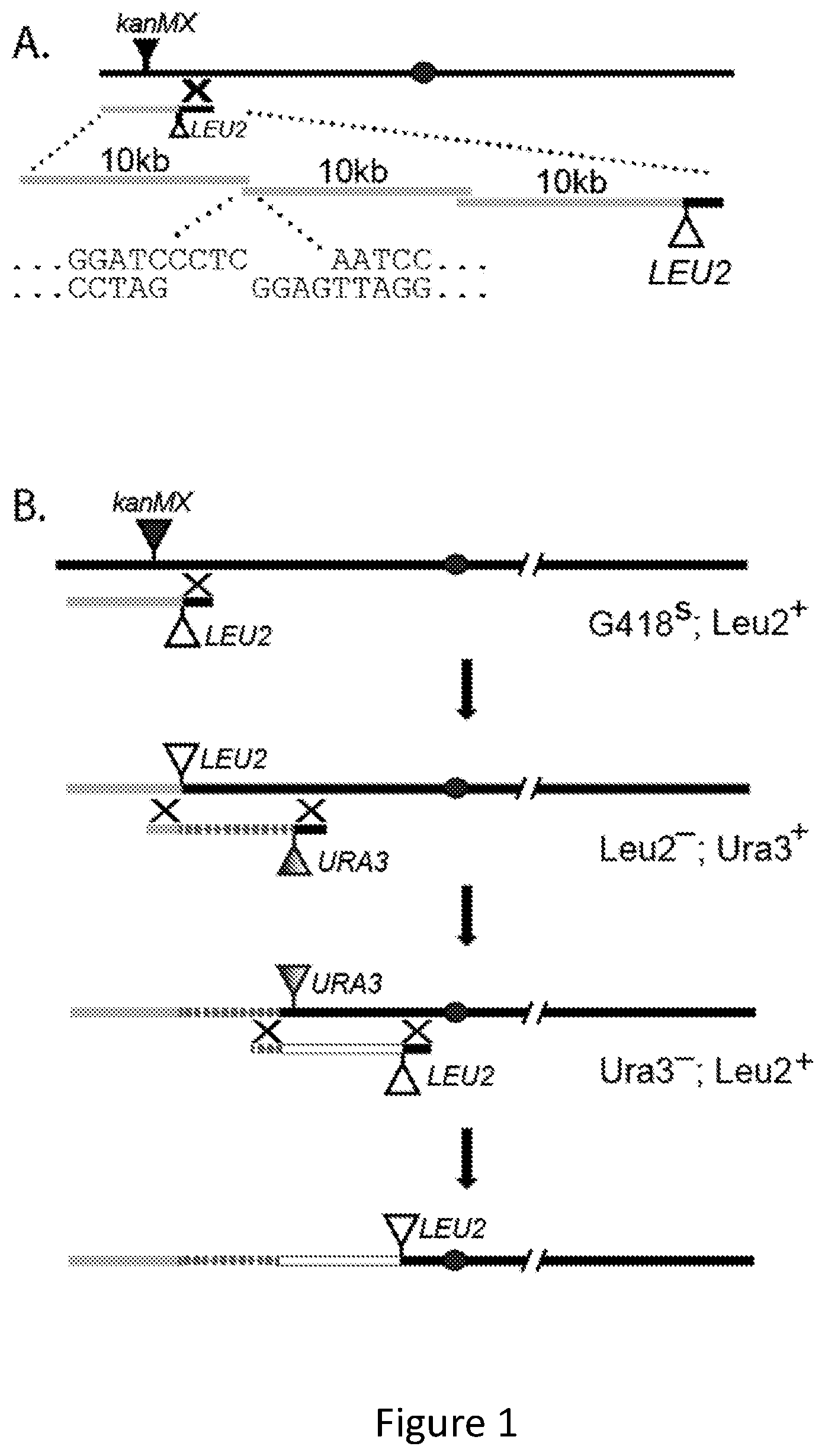 Patent US11814644 — Extrachromosomal switching auxotrophies progressively by integration (eSwAP-In) for assembly of DNA sequences in yeast — Figure 1