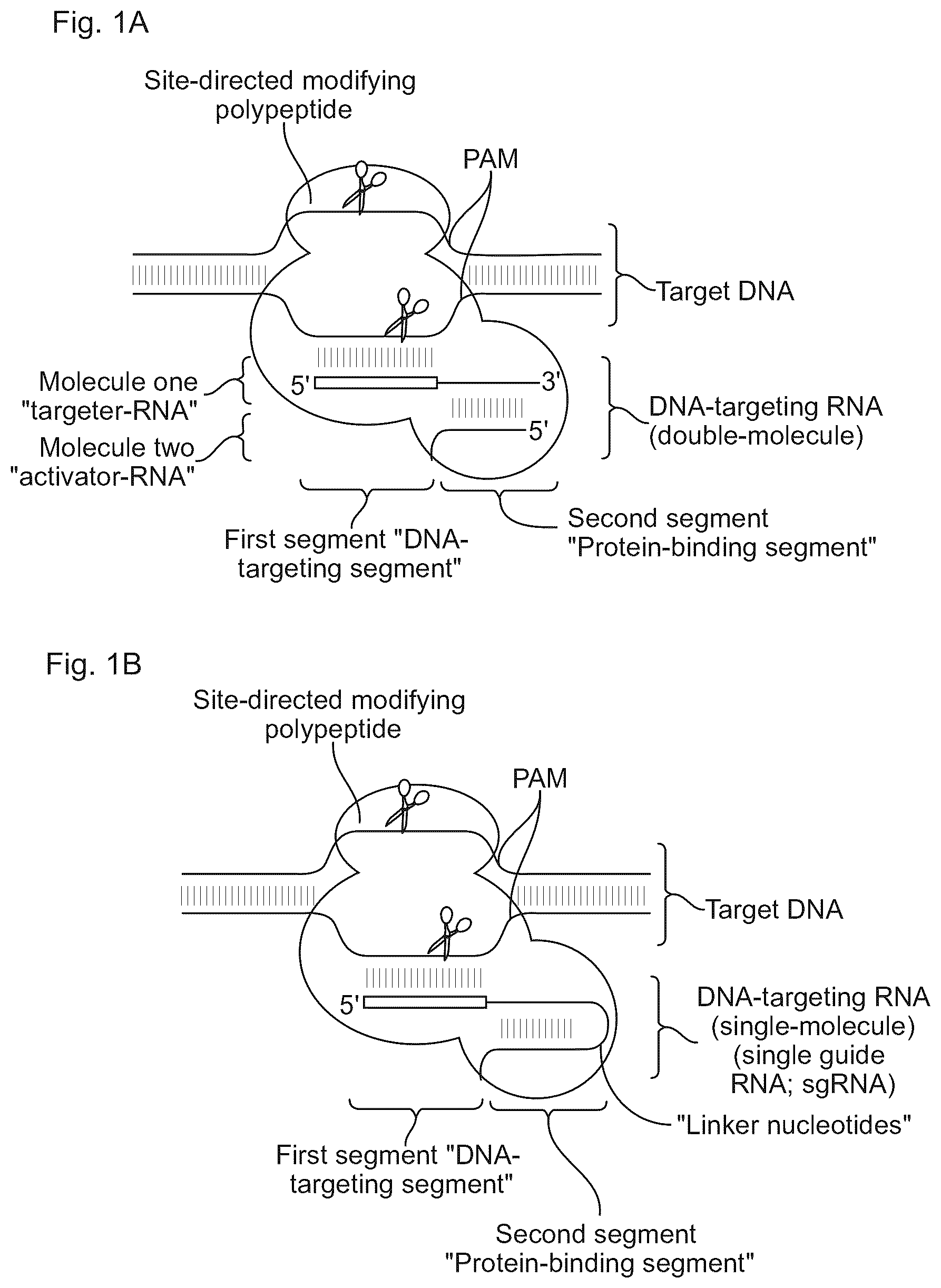 Patent US11814645 — Methods and compositions for RNA-directed target DNA modification and for RNA-directed modulation of transcription — Figure 1