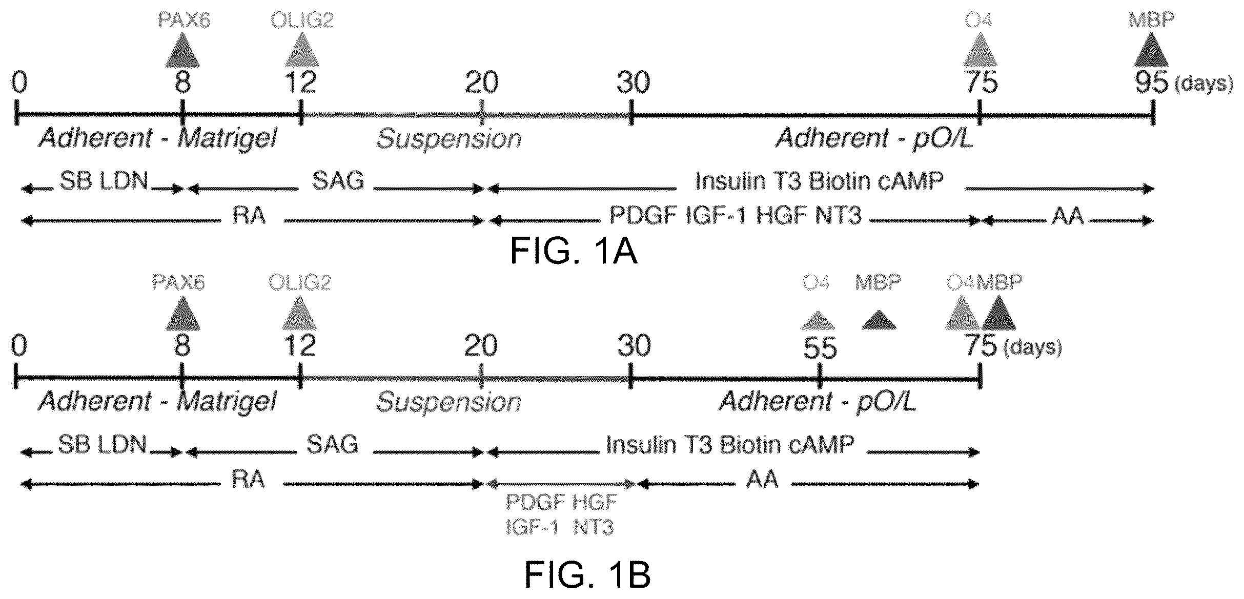Patent US11814648 — Functional oligodendrocytes derived from pluripotent stem cells and methods of making and using the same — Figure 1