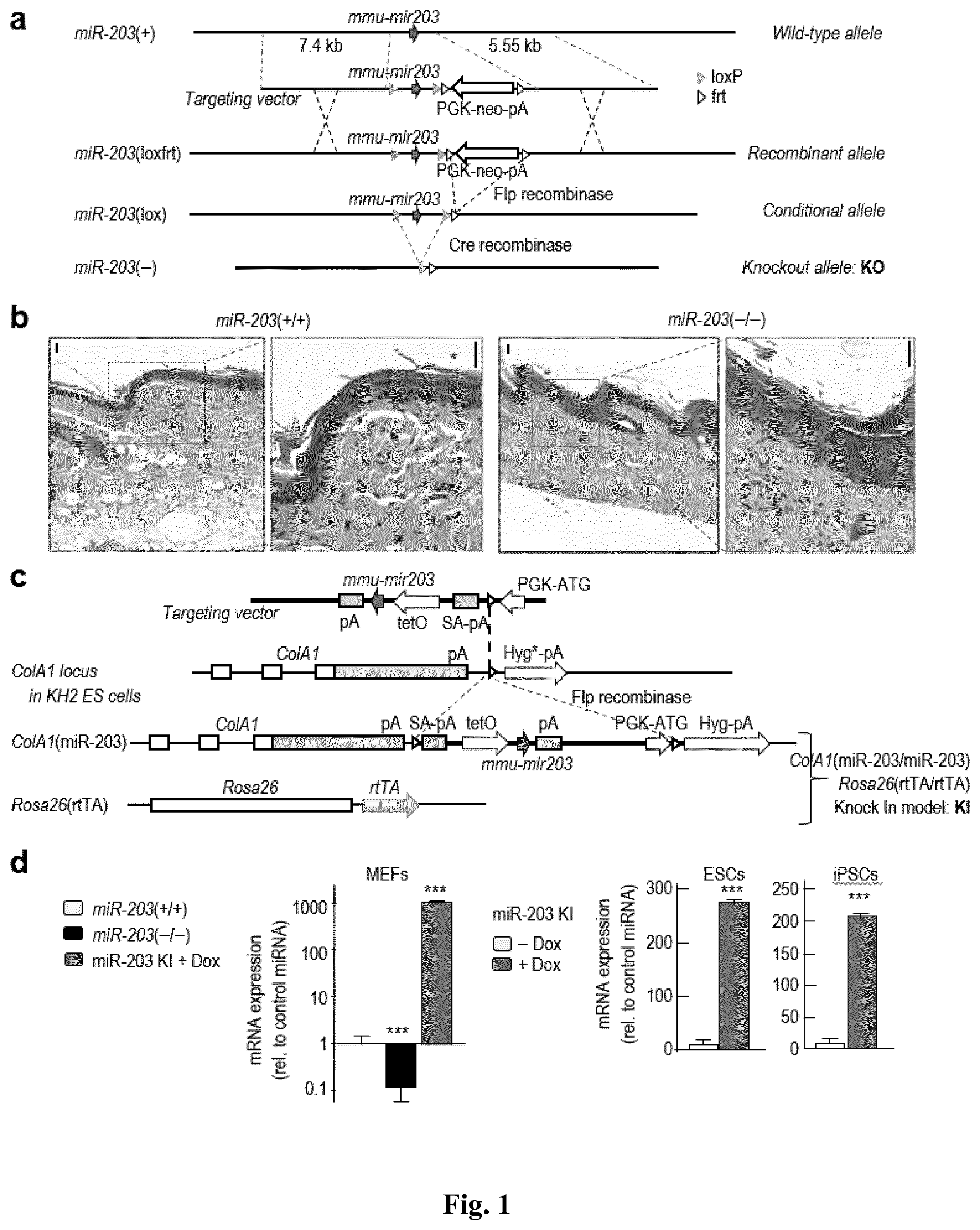Patent US11814650 — Method for expanding stemness and differentiation potential of pluripotent cells — Figure 1