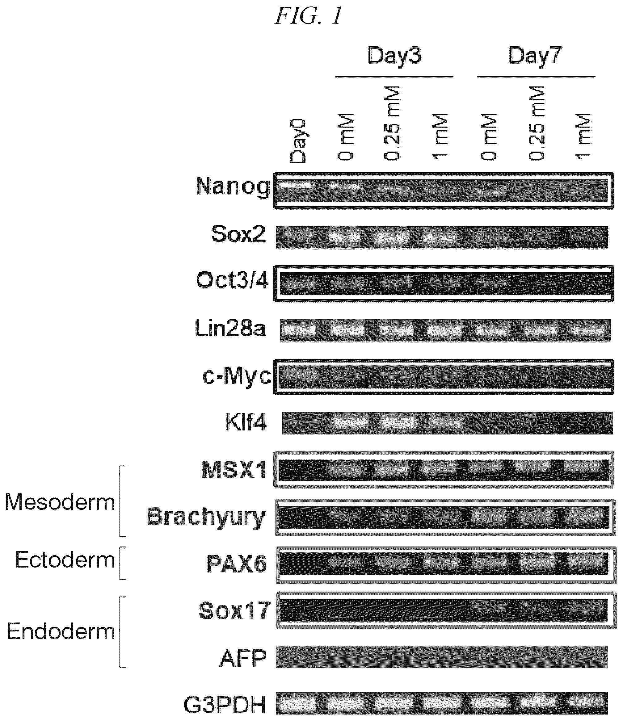 Patent US11814652 Figure 1 – Pluripotent stem cell differentiation-promoting agent