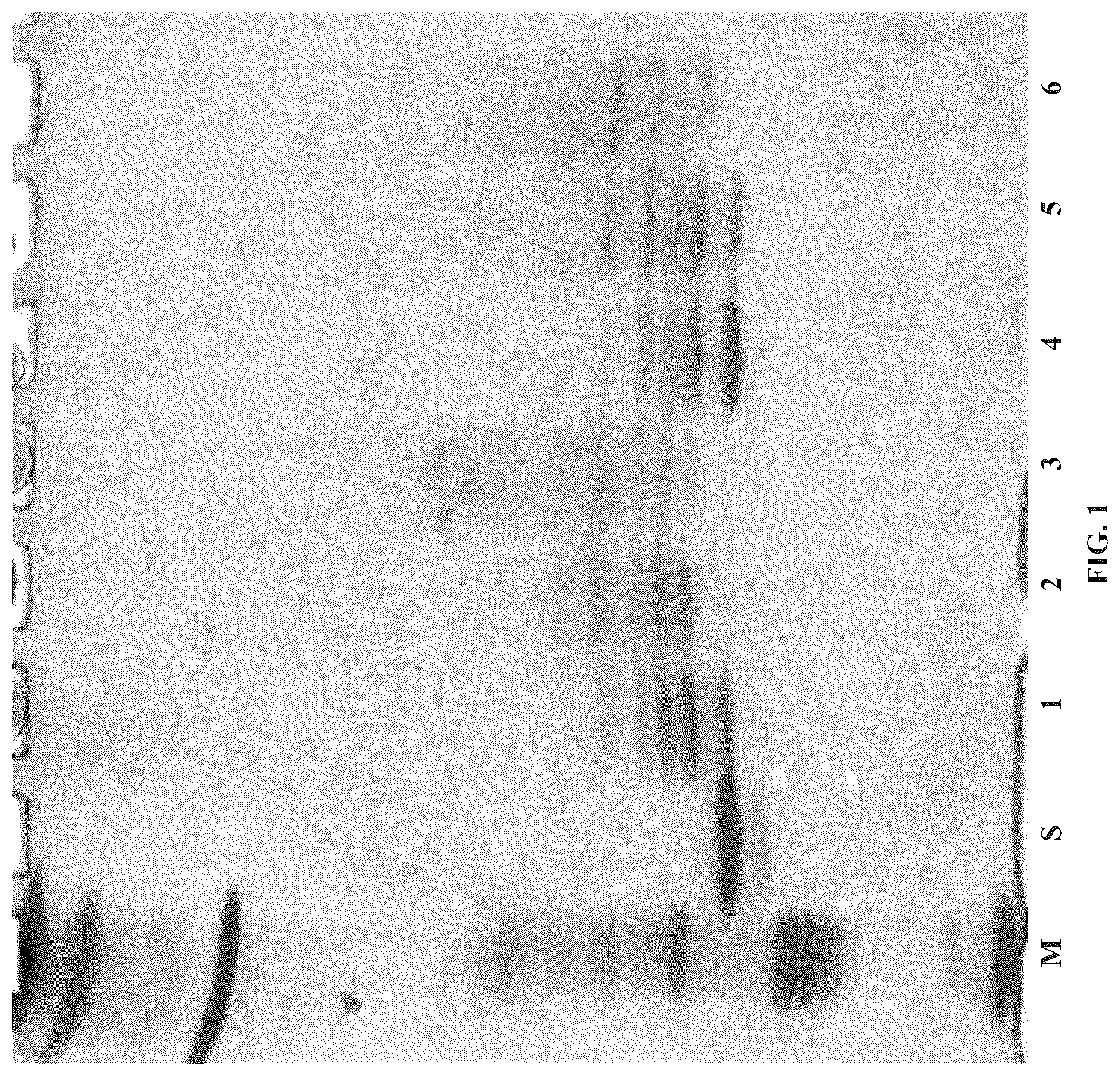 Patent US11814657 — Modified DNase and uses thereof — Figure 1