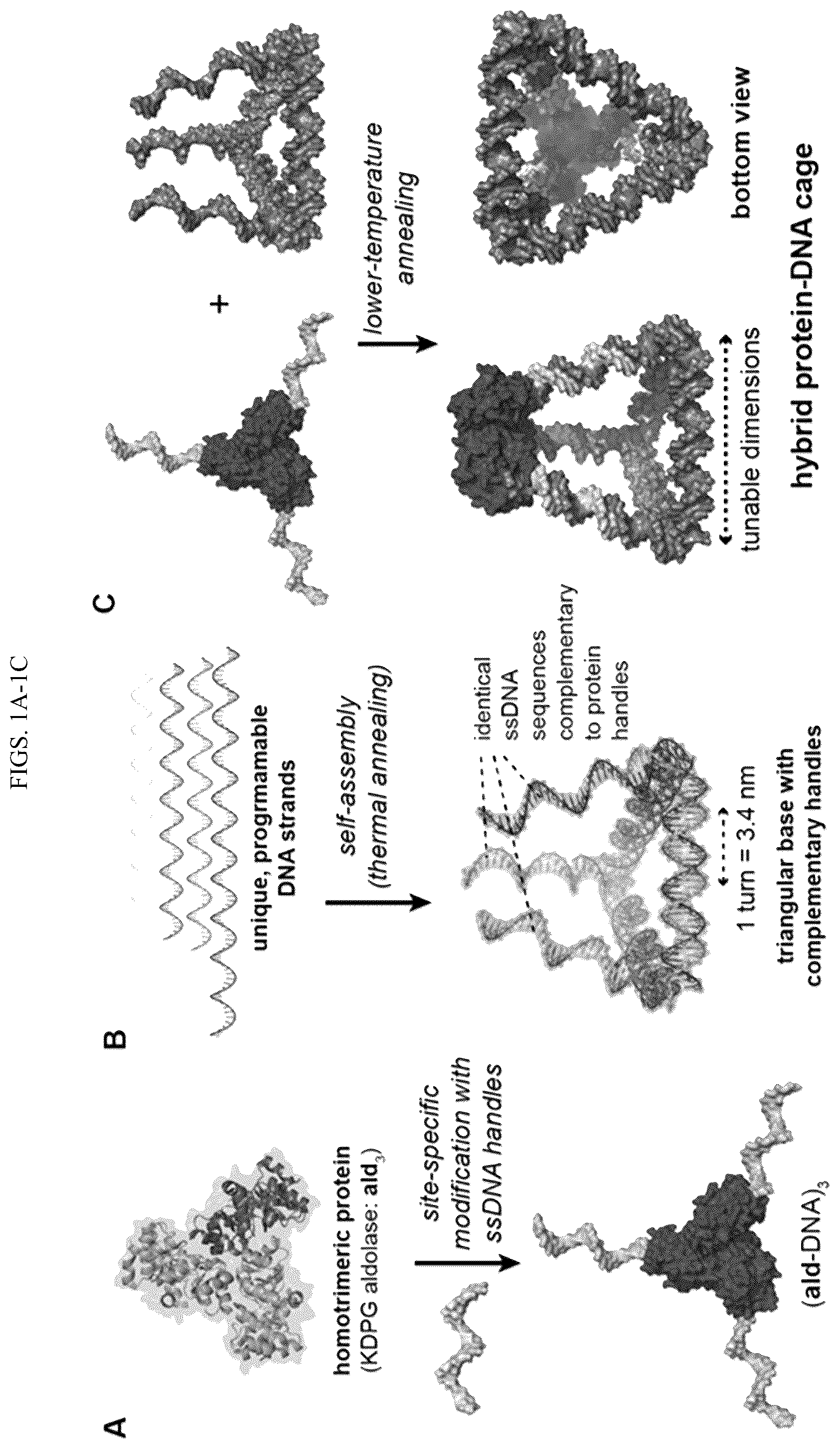 Patent US11814659 — Tunable nanoscale cages from self-assembling DNA and protein building blocks — Figure 1