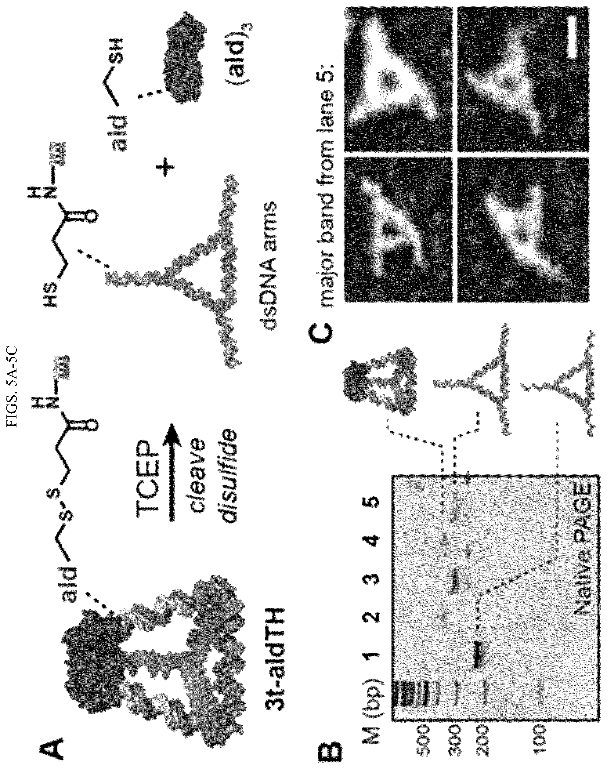 Patent US11814659 Figure 8 – Tunable nanoscale cages from self-assembling DNA and protein building blocks