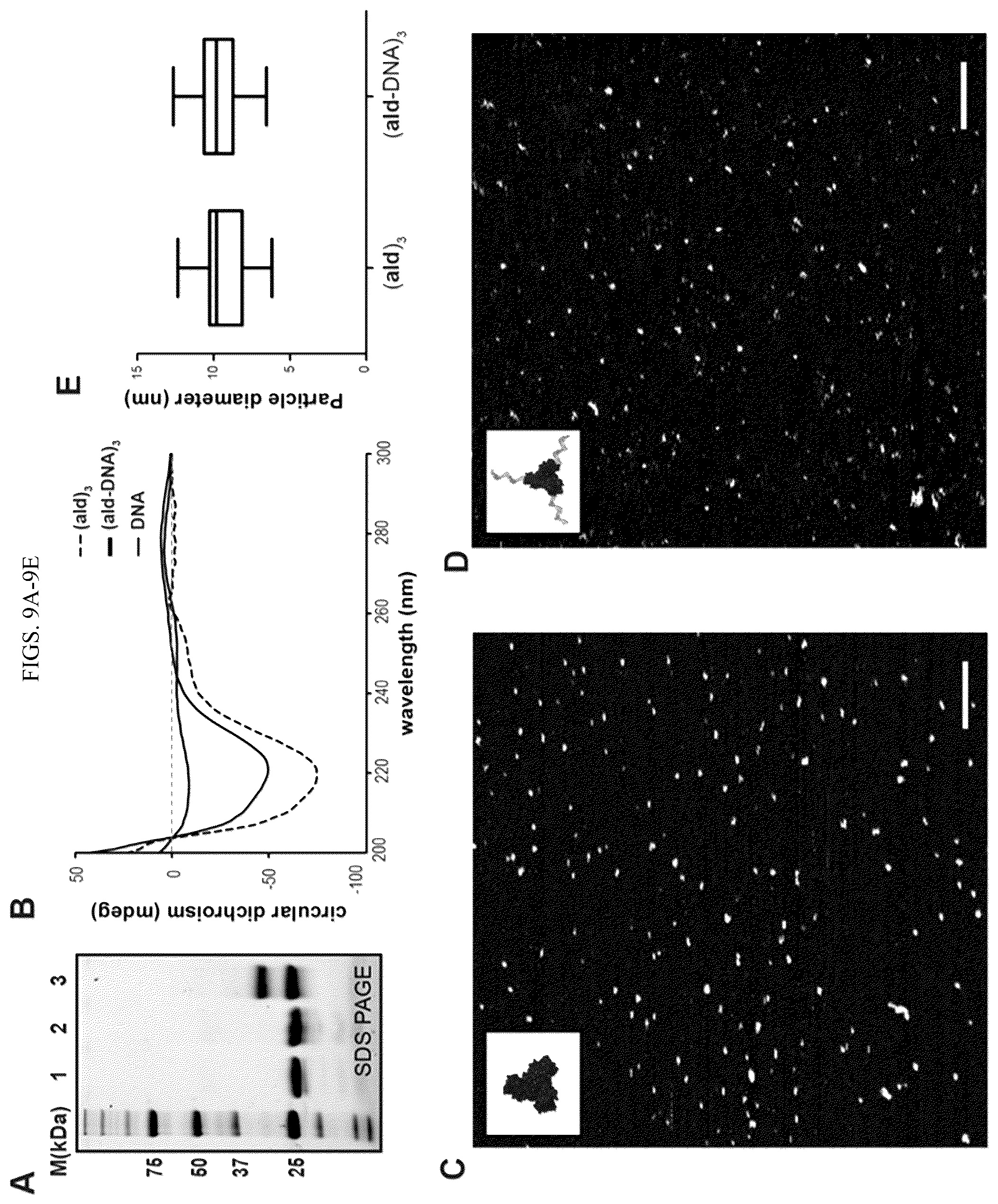 Patent US11814659 Figure 14 – Tunable nanoscale cages from self-assembling DNA and protein building blocks