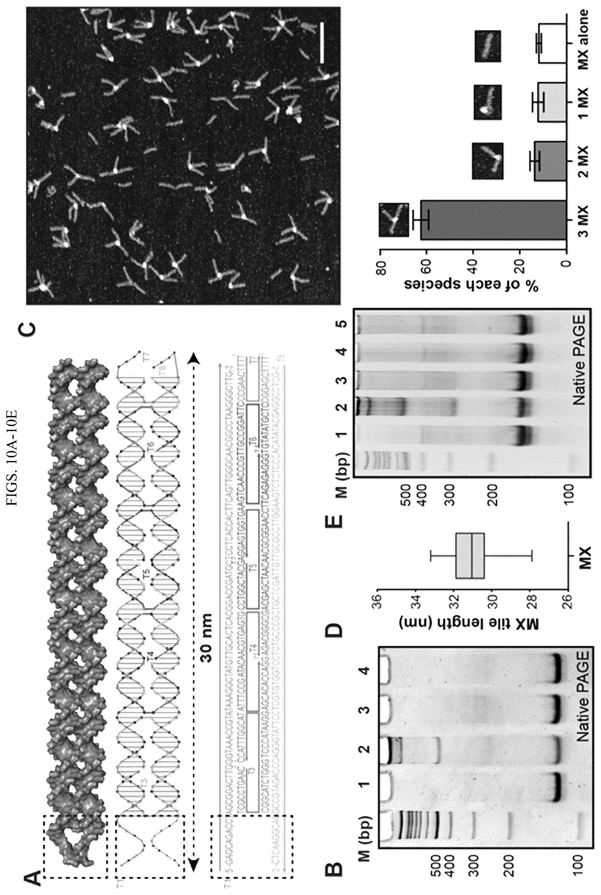 Patent US11814659 Figure 15 – Tunable nanoscale cages from self-assembling DNA and protein building blocks