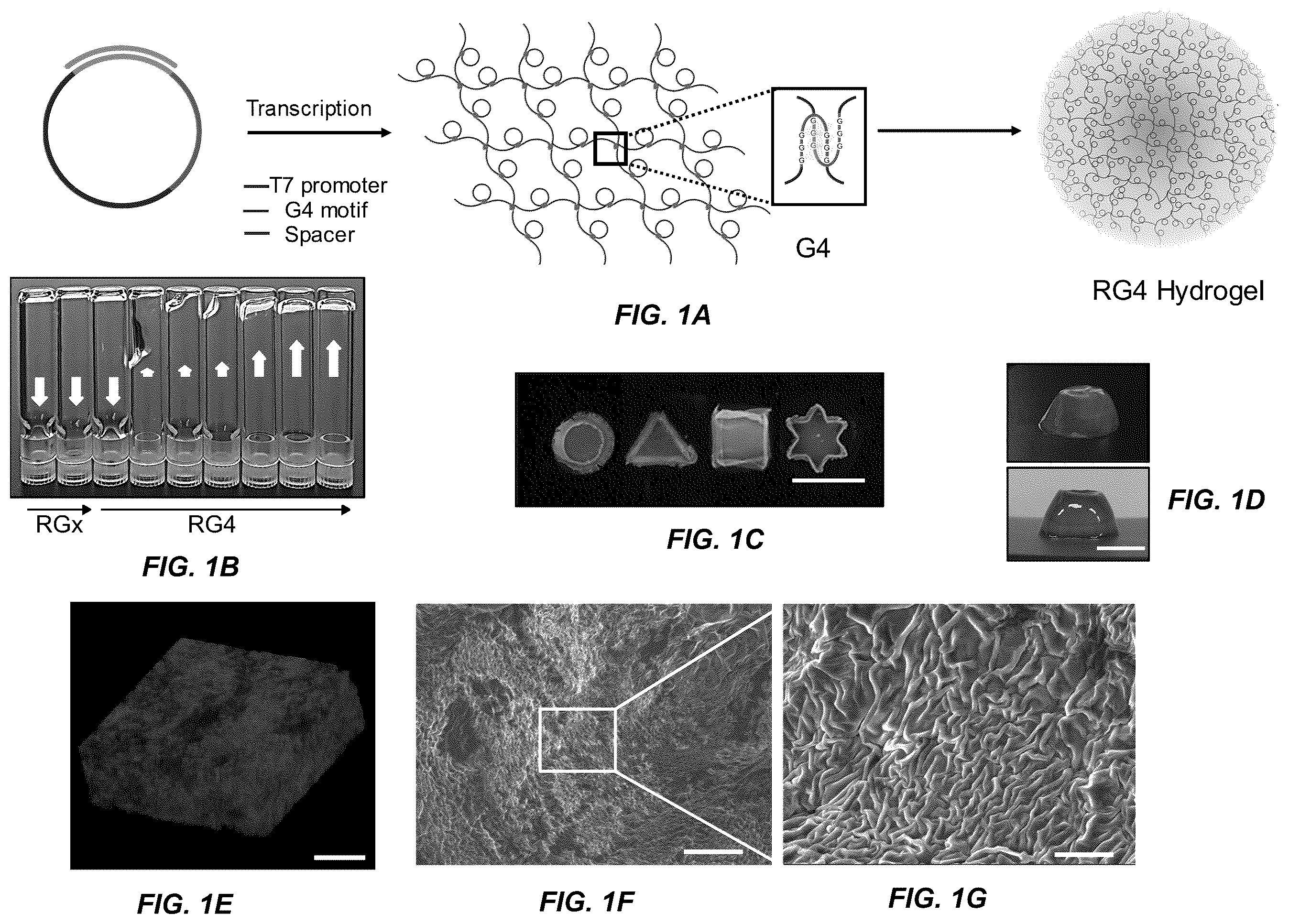 Patent US11814662 — Programmed DNA-driven self-assembled RNA hydrogel — Figure 1