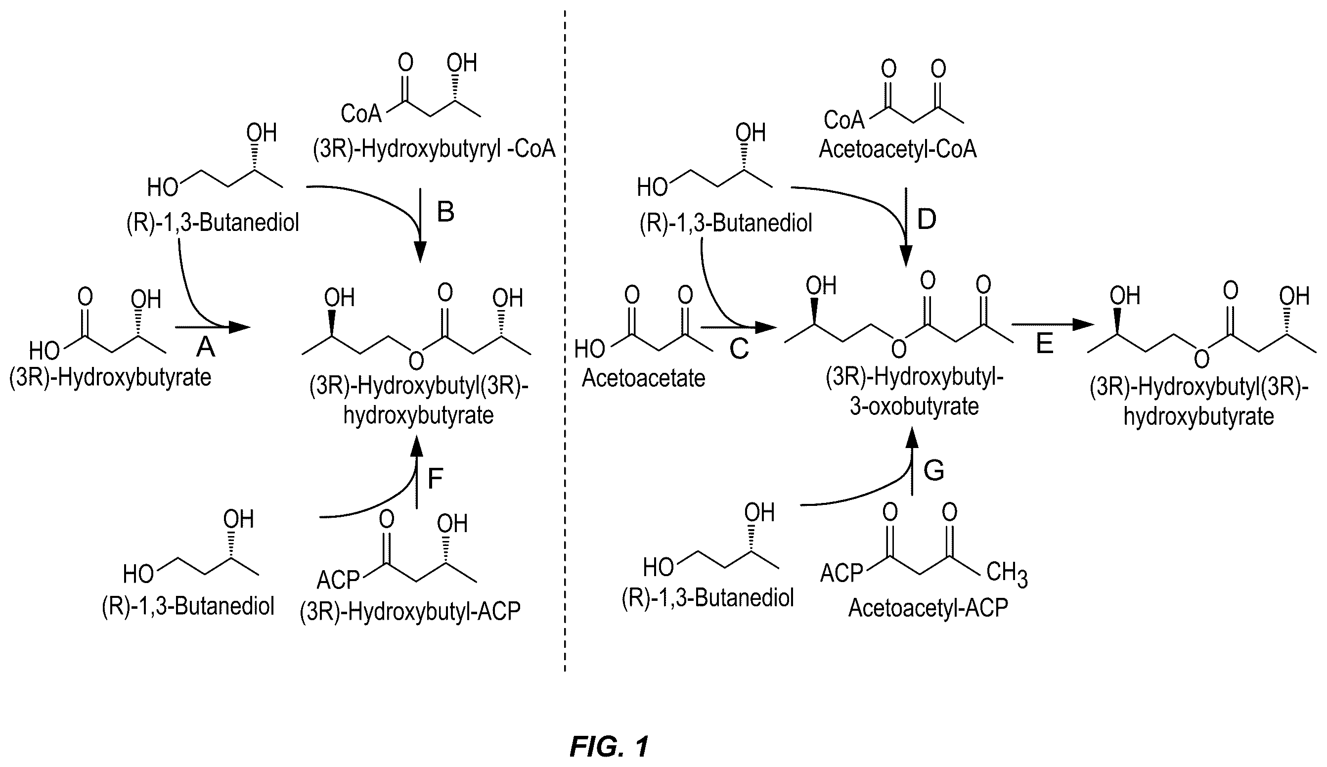 Patent US11814664 Figure 1 – Microorganisms and methods for producing (3R)-hydroxybutyl (3R)-hydroxybutyrate