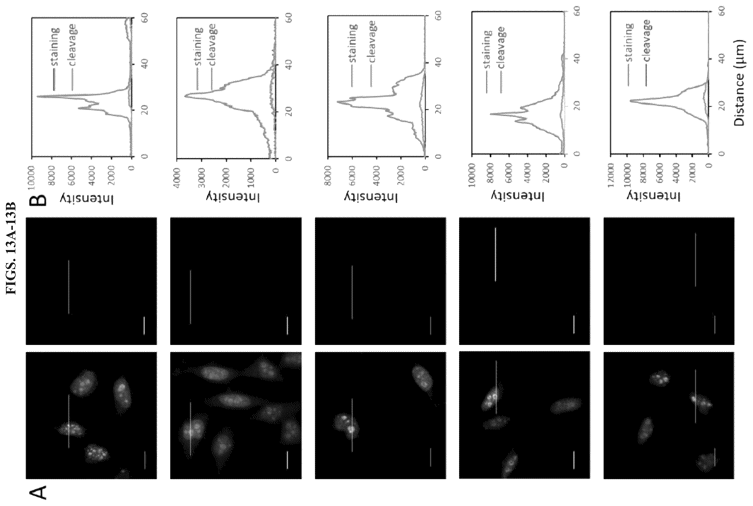 Patent US11814677 Figure 14 – Methods and systems for sensitive and multiplexed analysis of biological samples using cleavable fluorescent streptavidin and anti-hapten antibodies