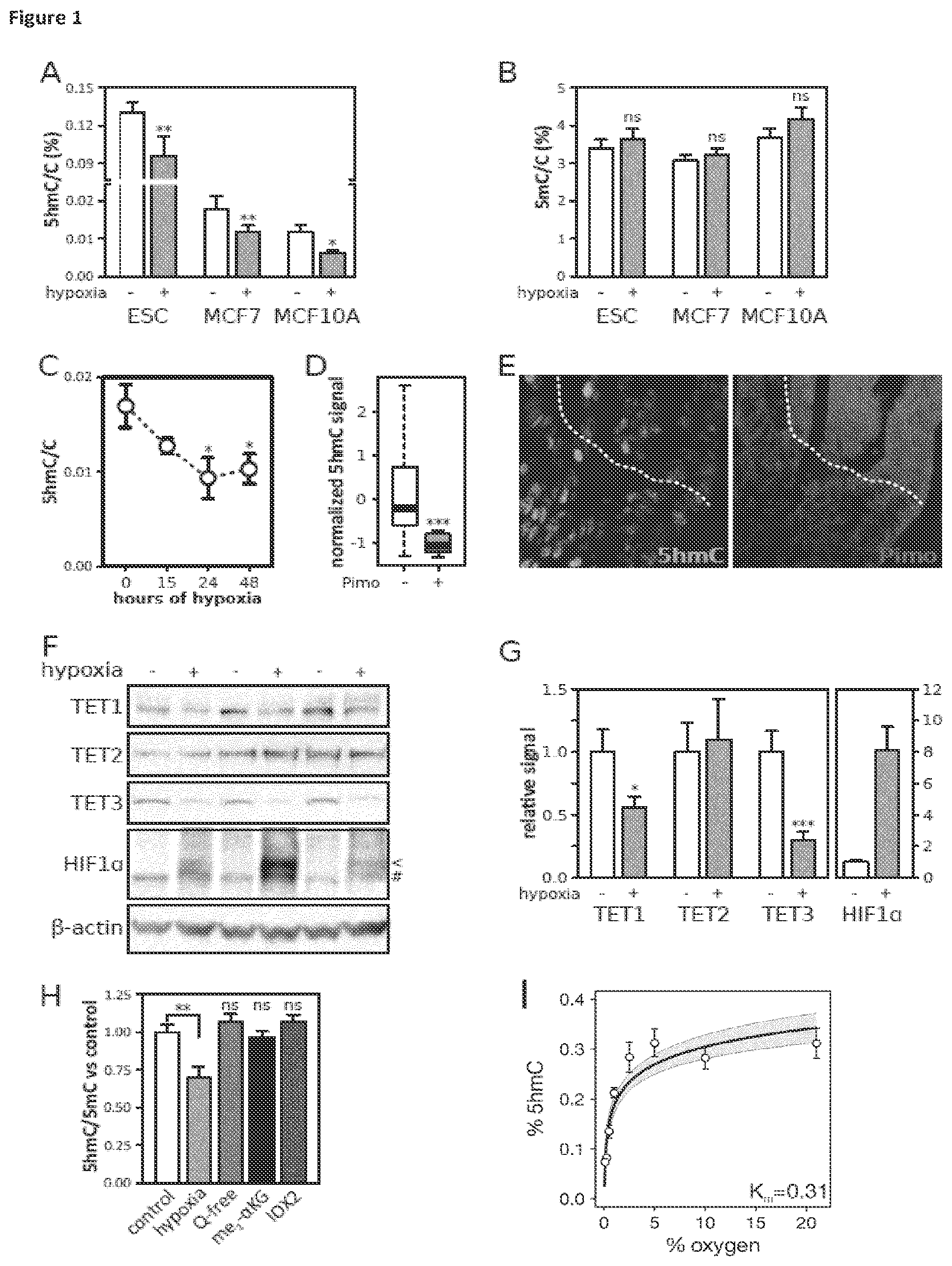 Patent US11814688 — Markers for determining tumor hypoxia — Figure 1