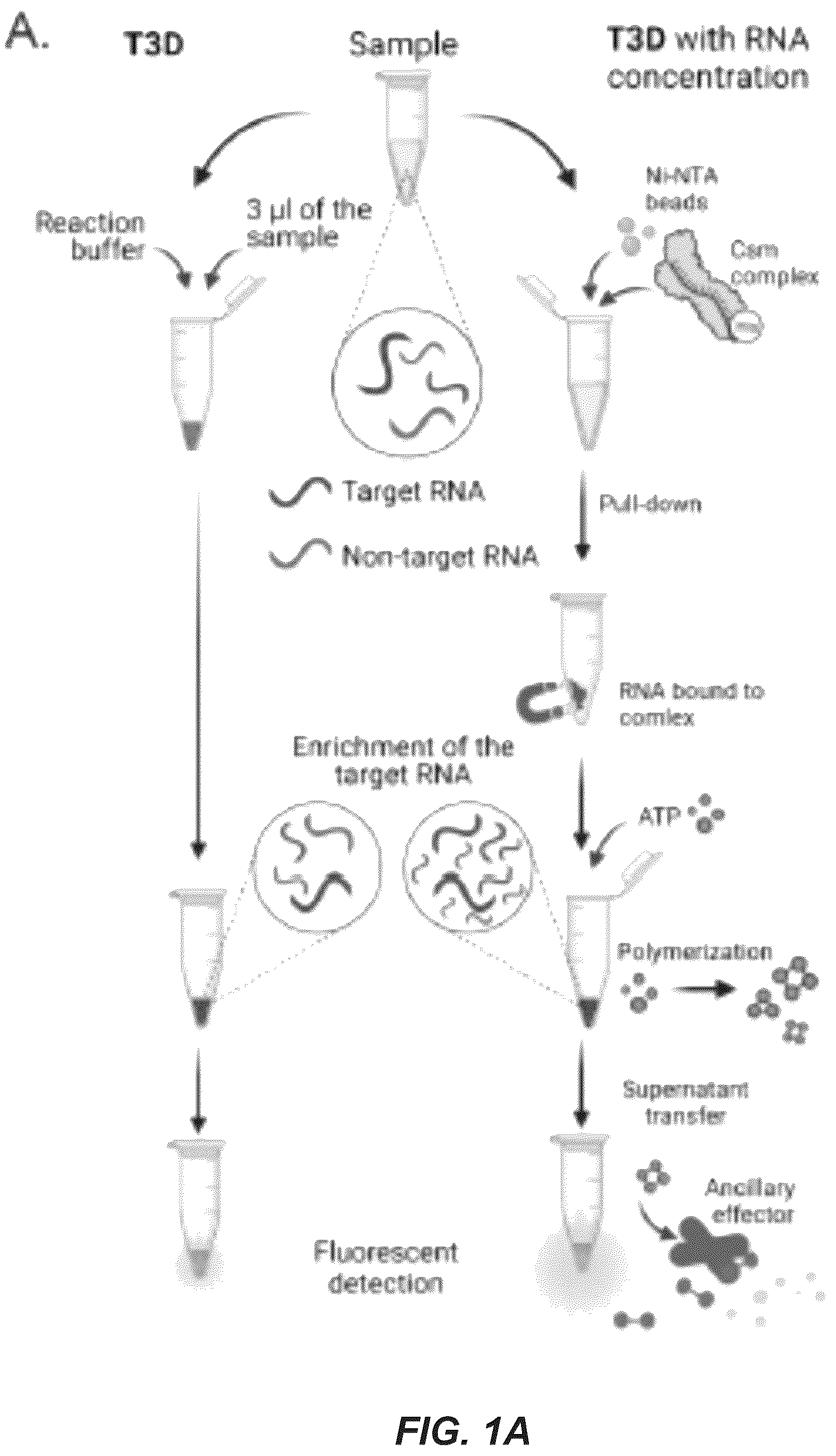 Patent US11814689 — Nucleic acid detection using type III CRISPR complex — Figure 1