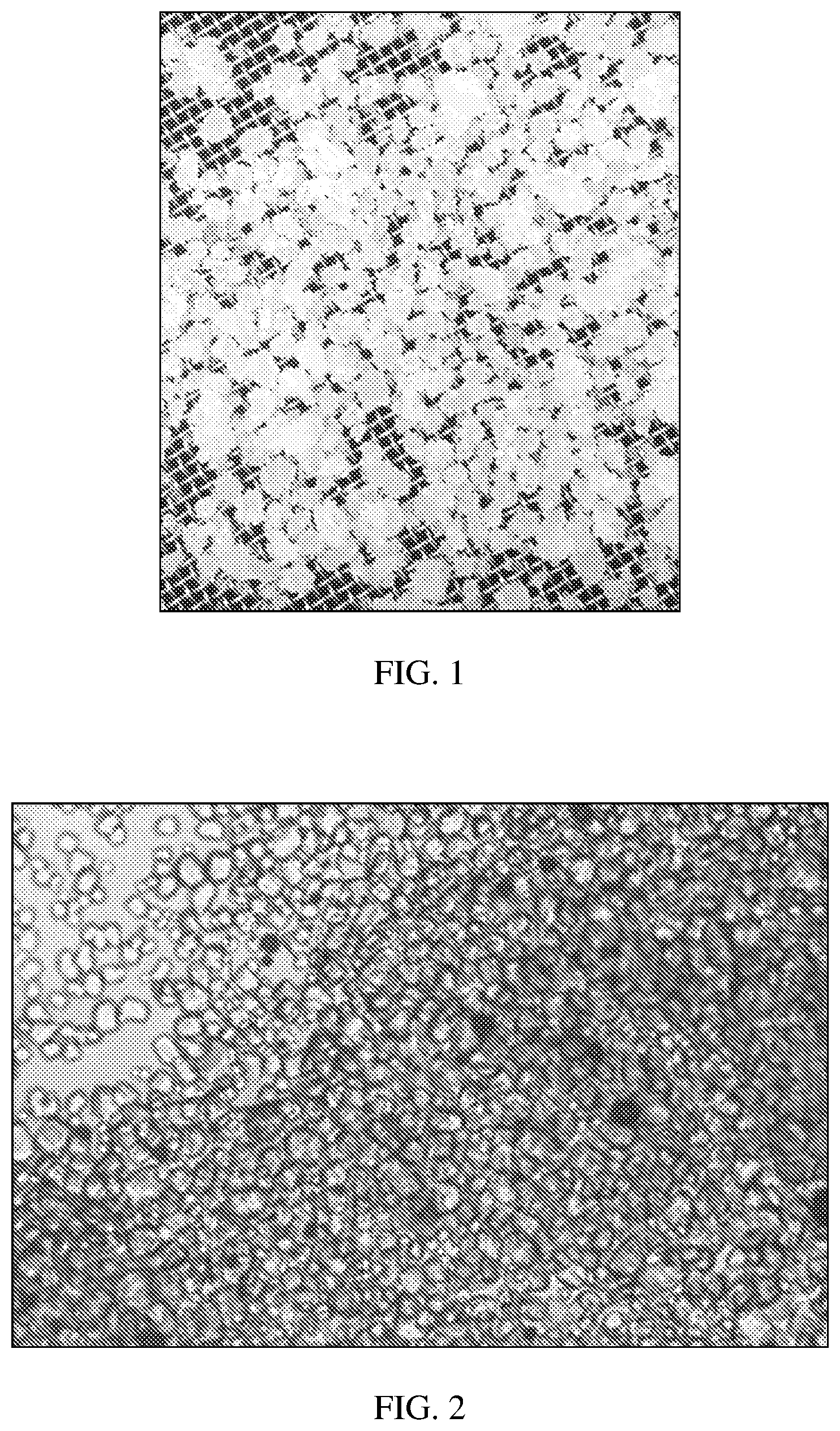 Patent US11814691 — Semi-crystalline fructose in solid form and process for manufacturing the same — Figure 1