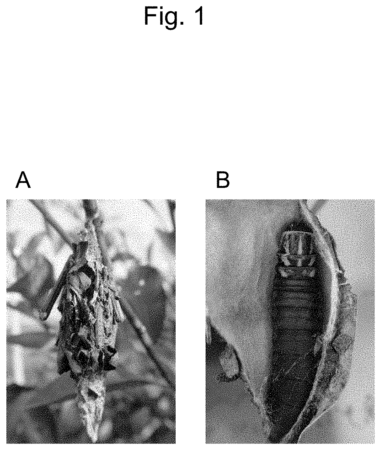 Patent US11814751 — Method for producing long bagworm silk threads and production device therefor — Figure 1