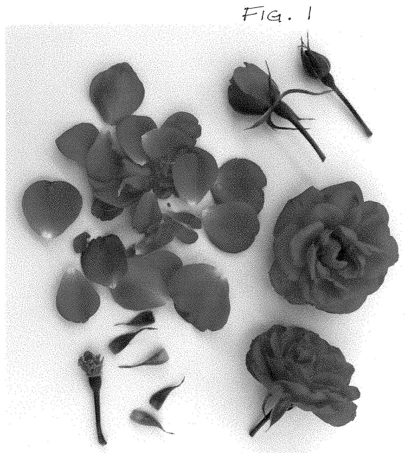 Patent USPP035393 — Rose plant named ‘Poulcas066’ — Figure 1