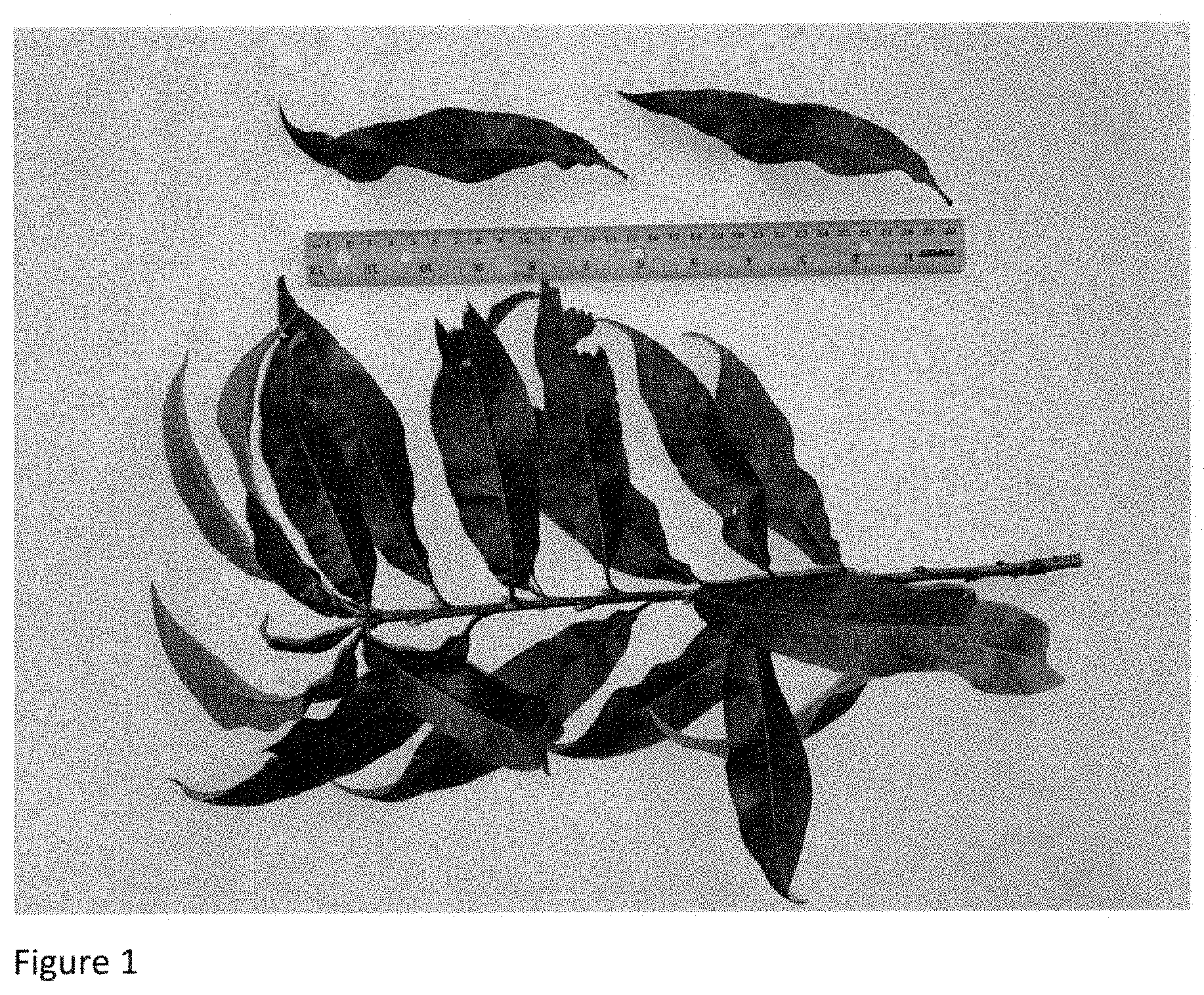 Patent USPP035394 — Peach tree named ‘NJ362’ — Figure 1